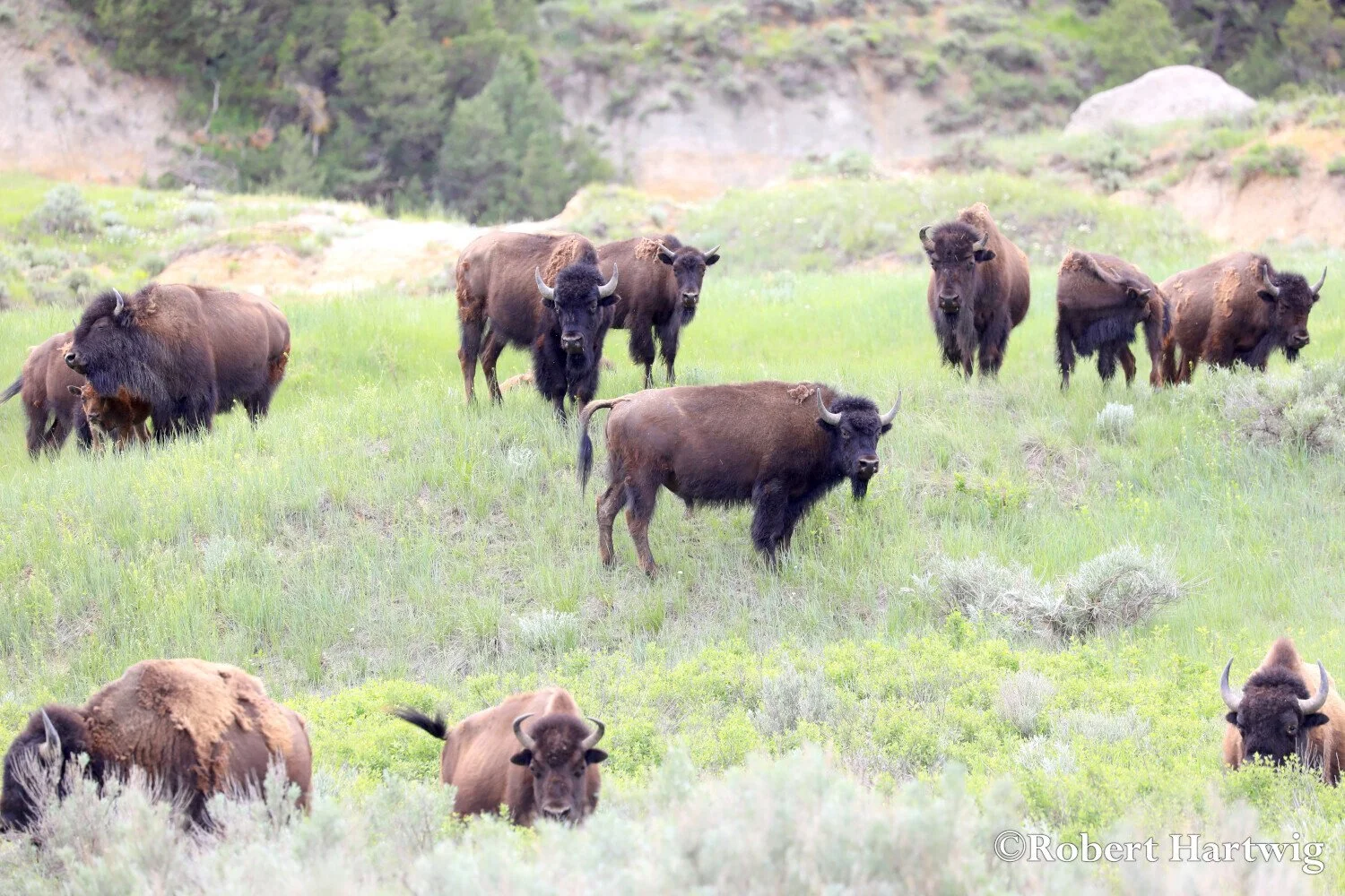 ...where the Buffalo roam...