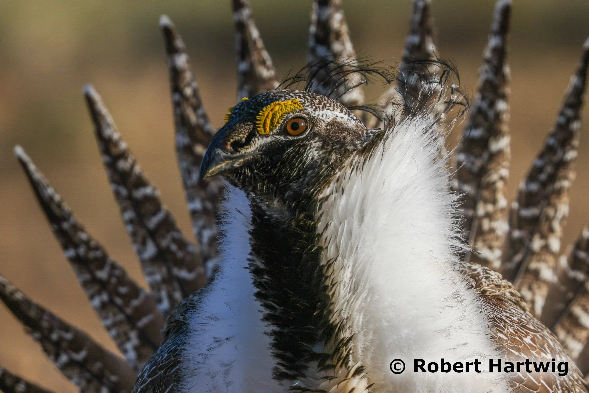 Sage Grouse Photography