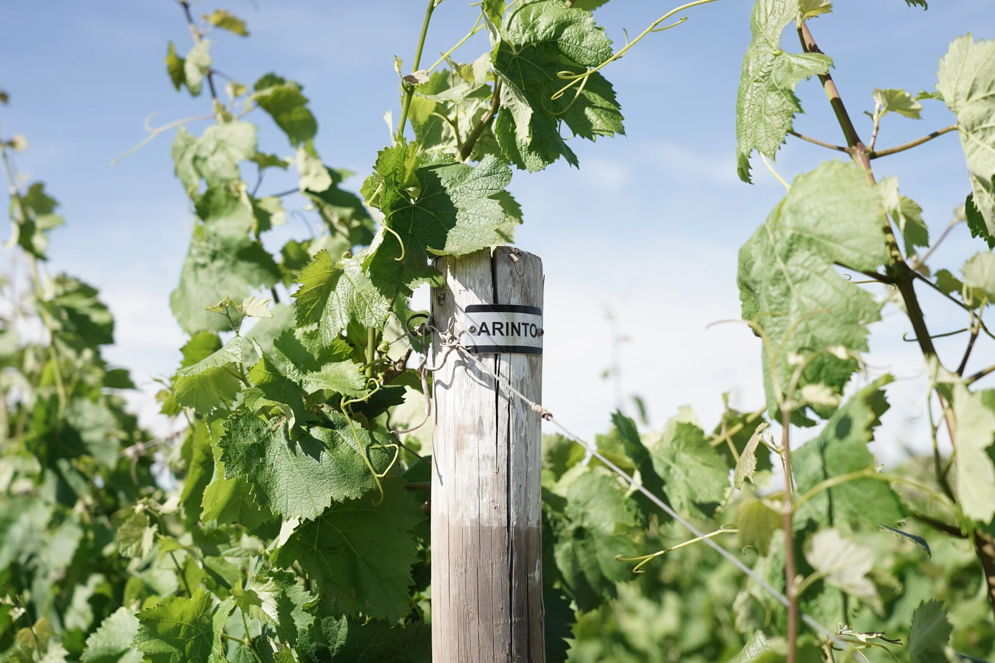 Projeto realizado para Villa Alvor (Grupo Aveleda) durante meu período como Designer Multimédia na Aveleda, S.A.
© Aveleda, S.A. - Todos os direitos reservados.