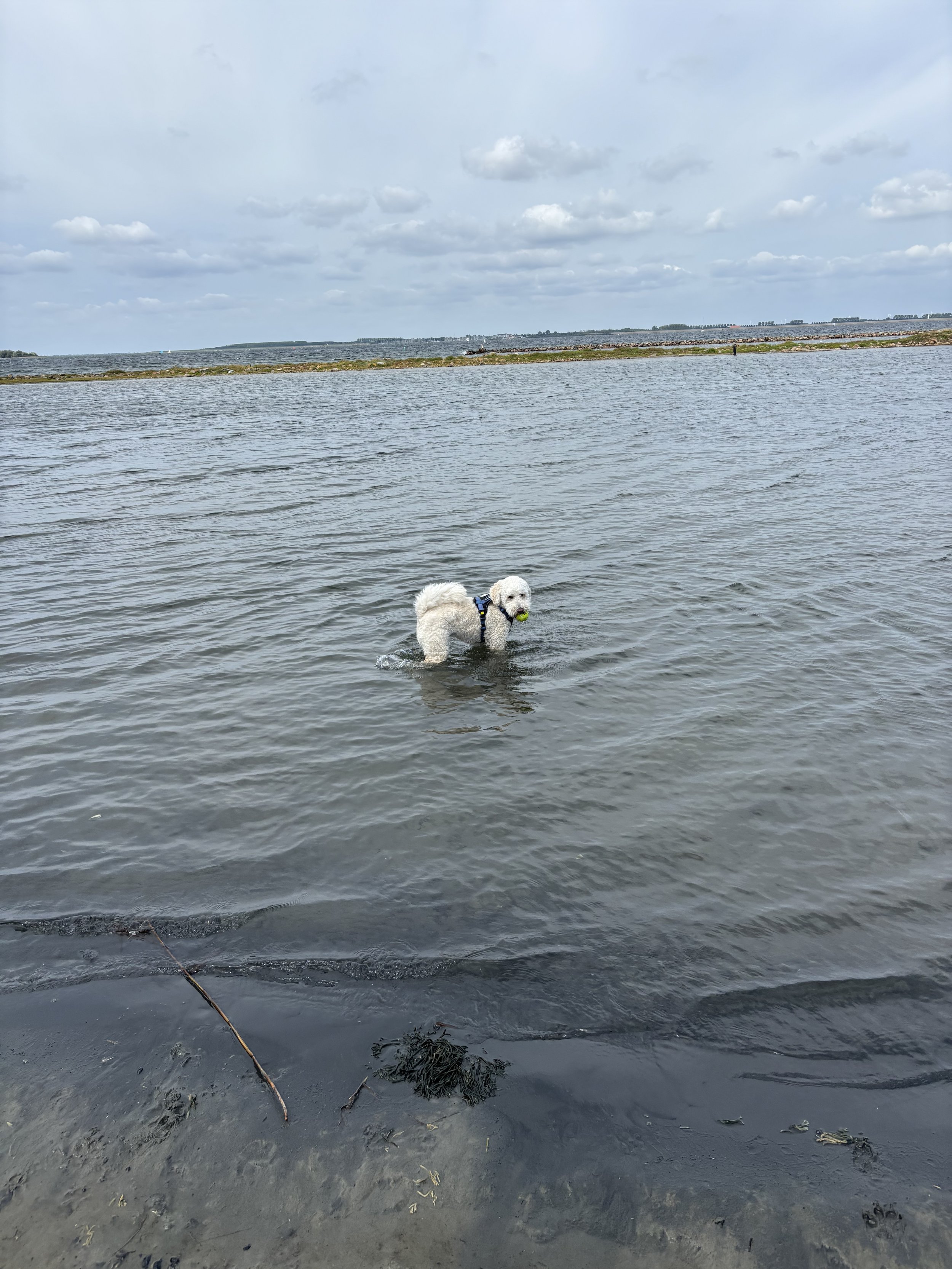 Zout op je huid, blote voeten en een natte hond