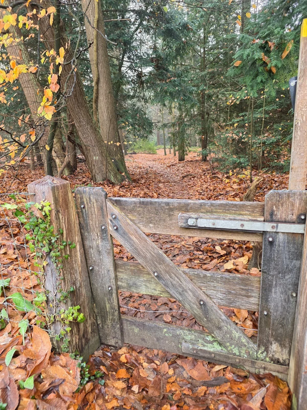 WhatsApp Image 2025-11-23 at 17.33.25.jpeg