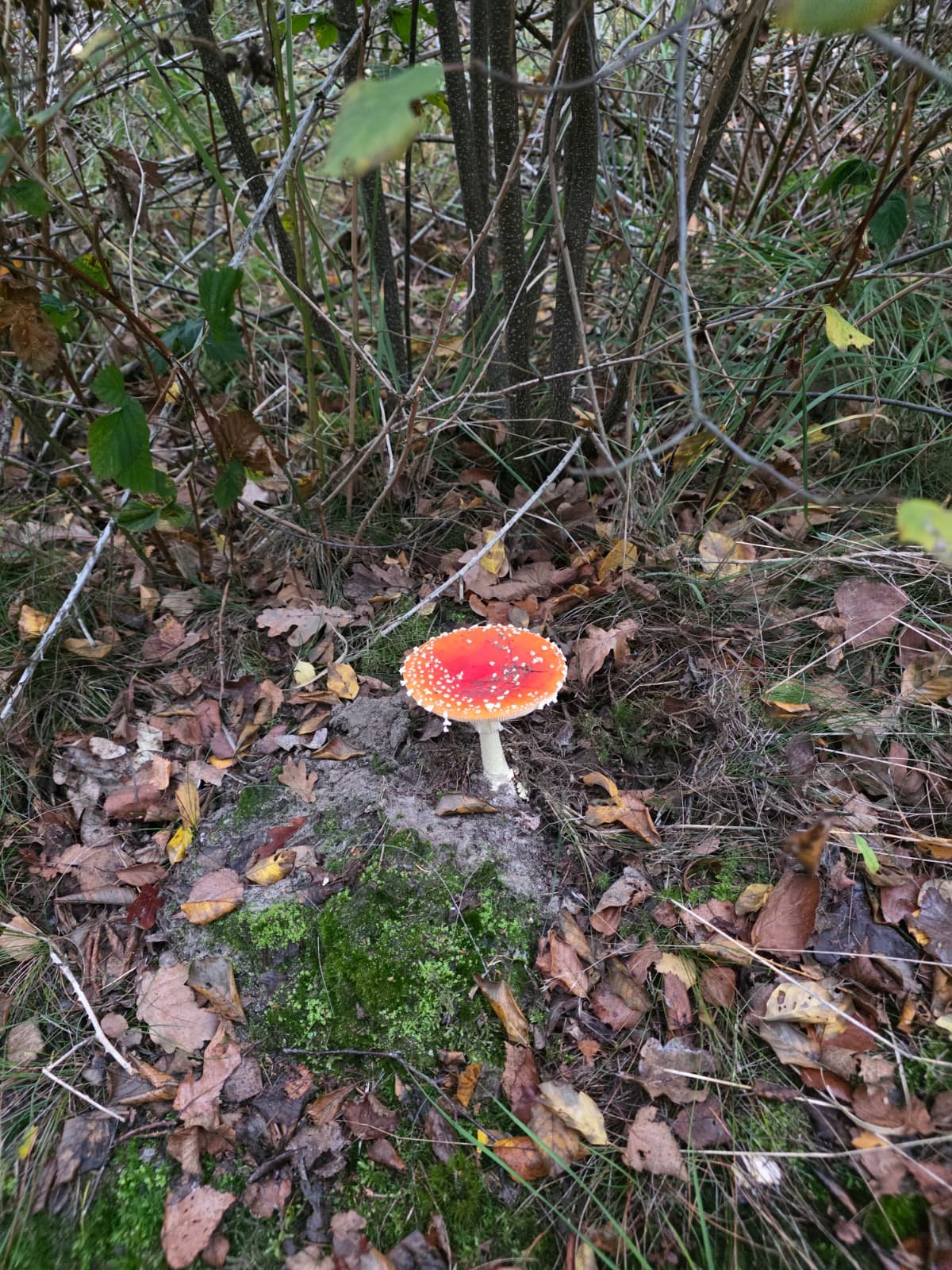 WhatsApp Image 2025-11-23 at 17.20.57.jpeg