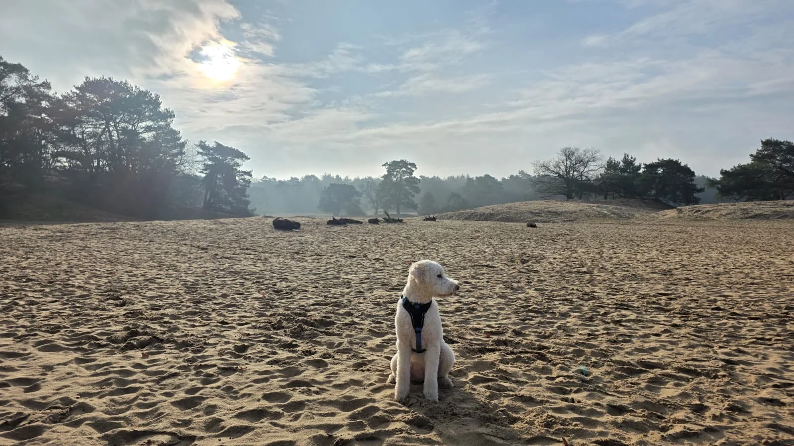 WhatsApp Image 2026-02-01 at 15.22.24 (1).jpeg