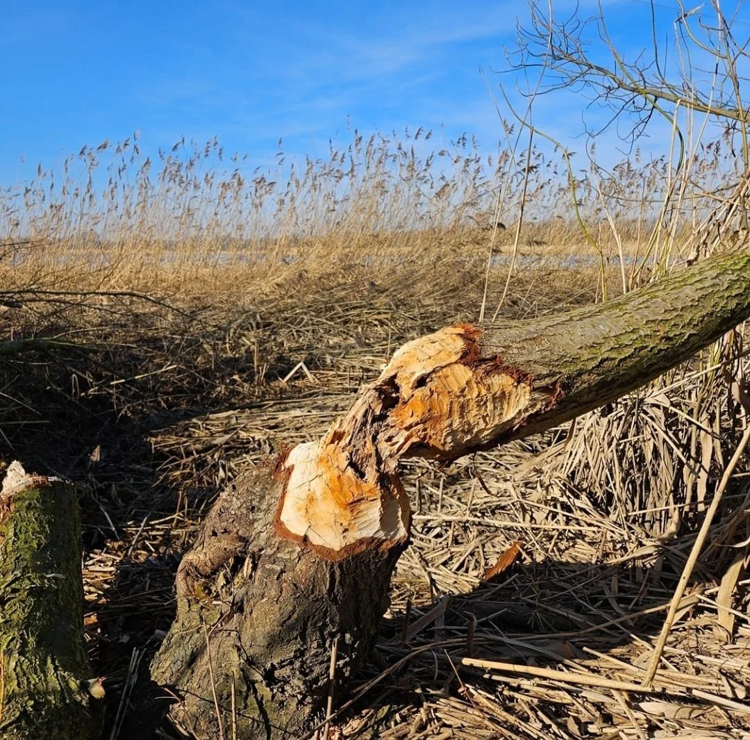 WhatsApp Image 2026-03-01 at 16.31.51 (2).jpeg