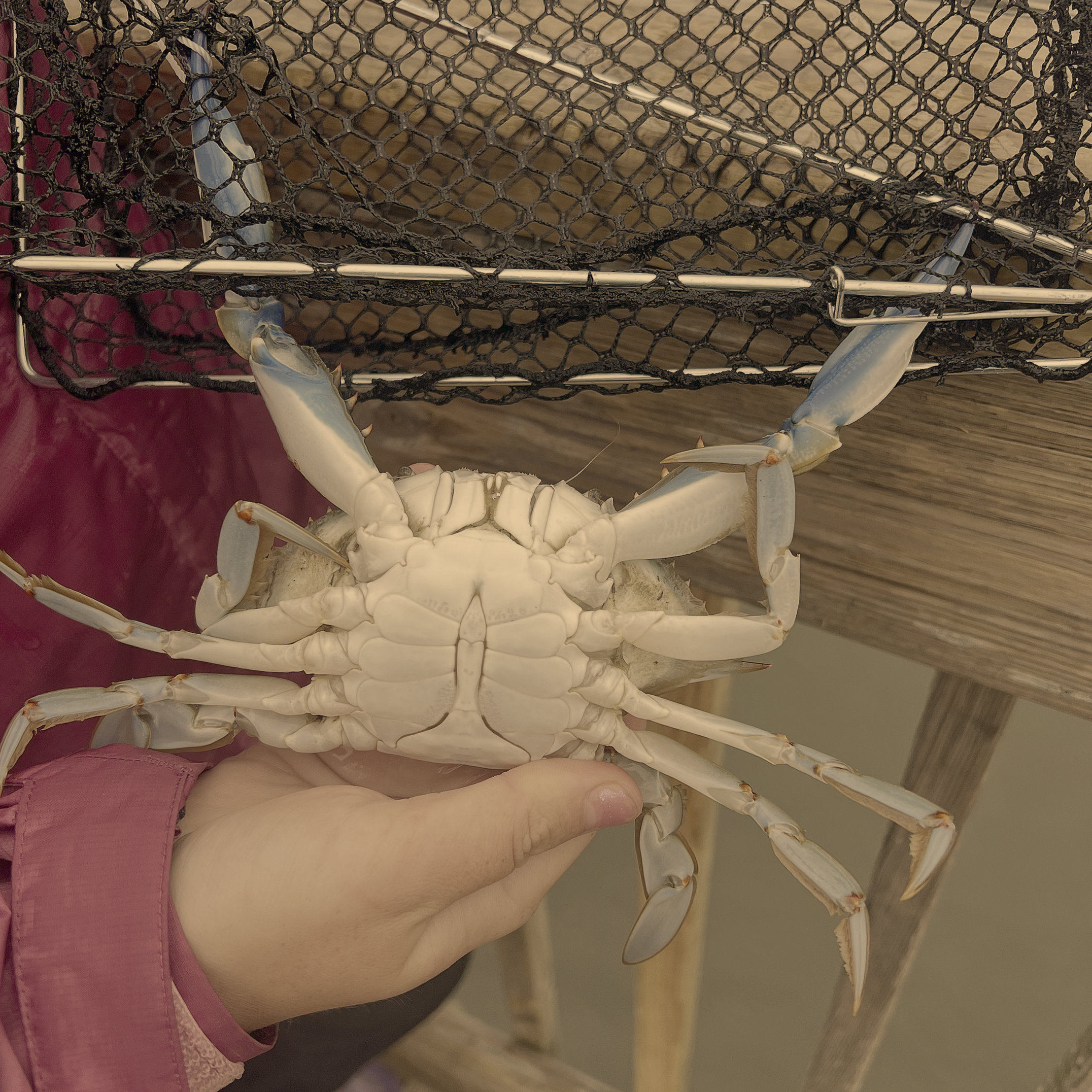 crab.png