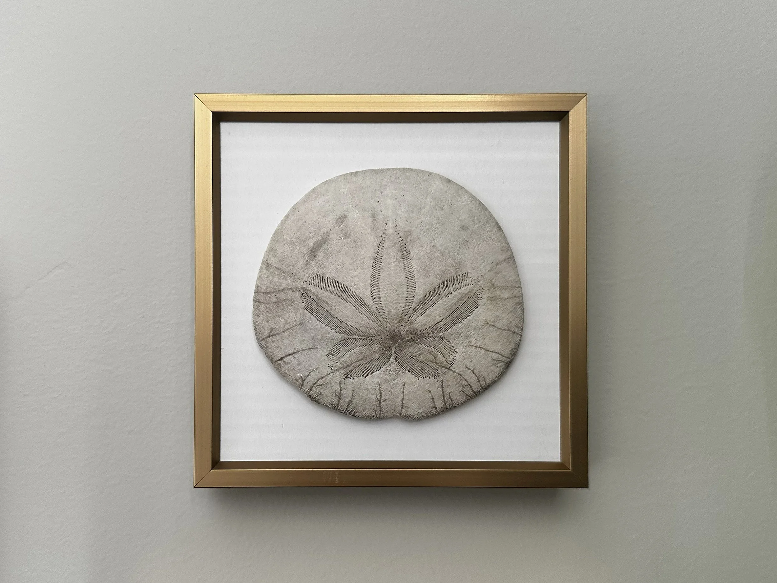 pic-sanddollar.jpg