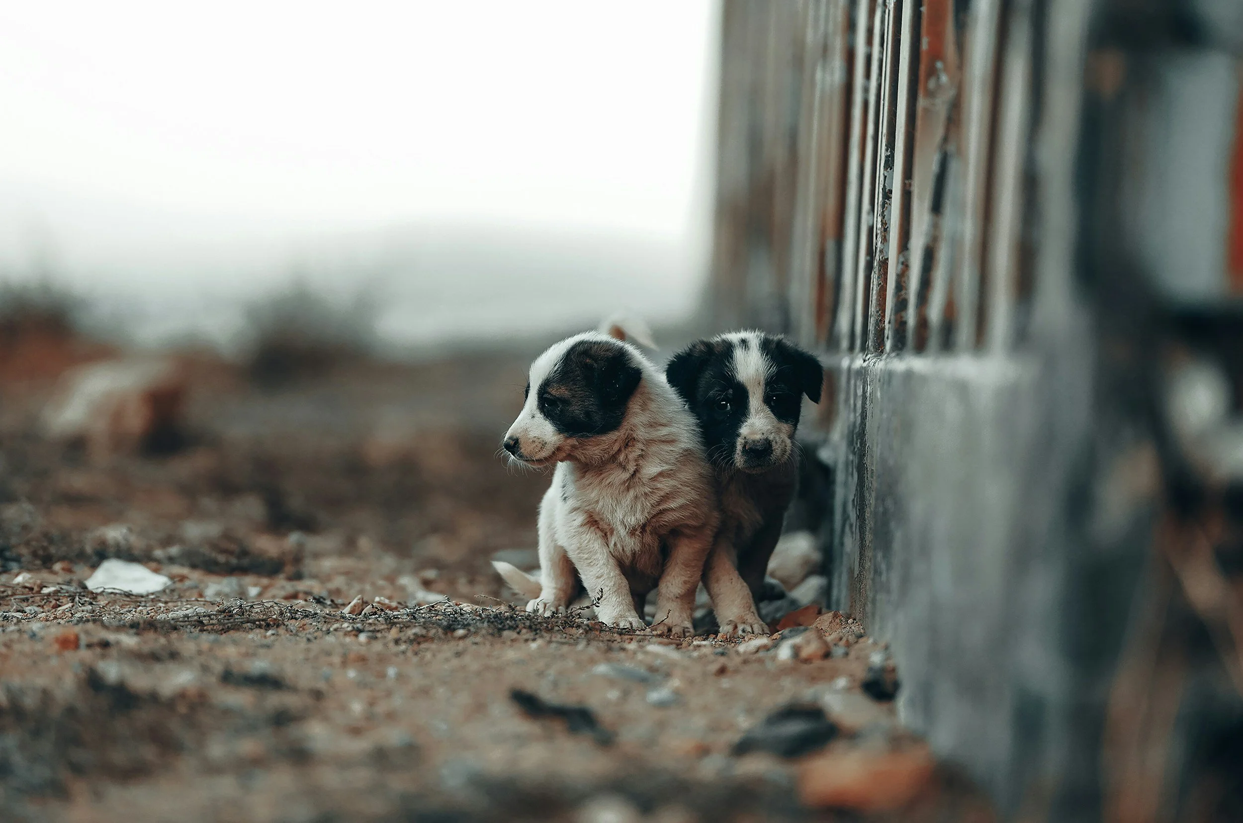 Two small puppies sitting on dirt ground, leaning against a wooden fence, looking alert and curious.