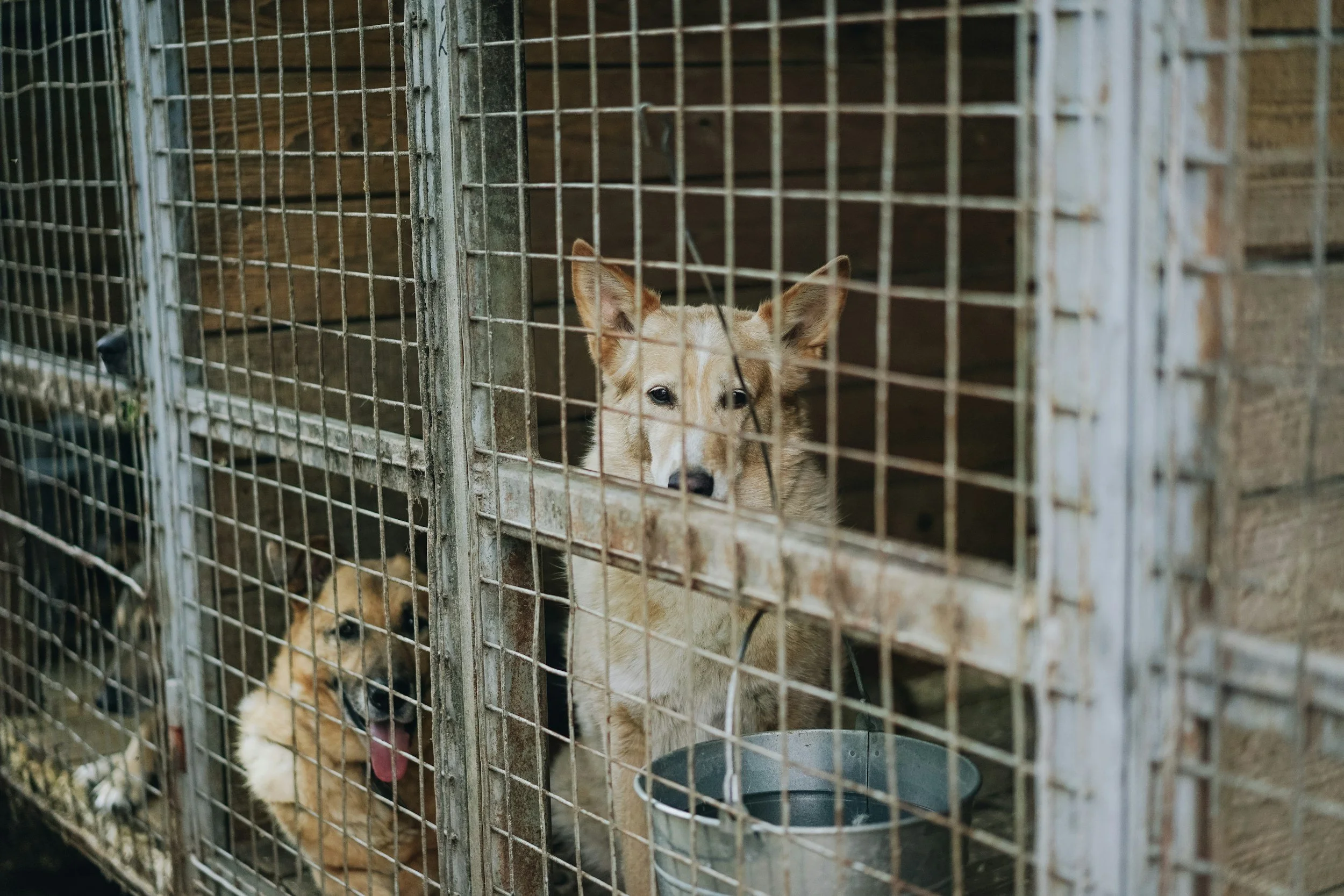 Two dogs inside a wooden kennel with metal bars, one standing and one sitting.