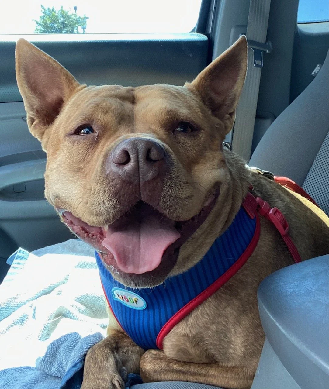 Happy tan dog with a blue and red harness sitting in a car, looking at the camera with mouth open and tongue out.
