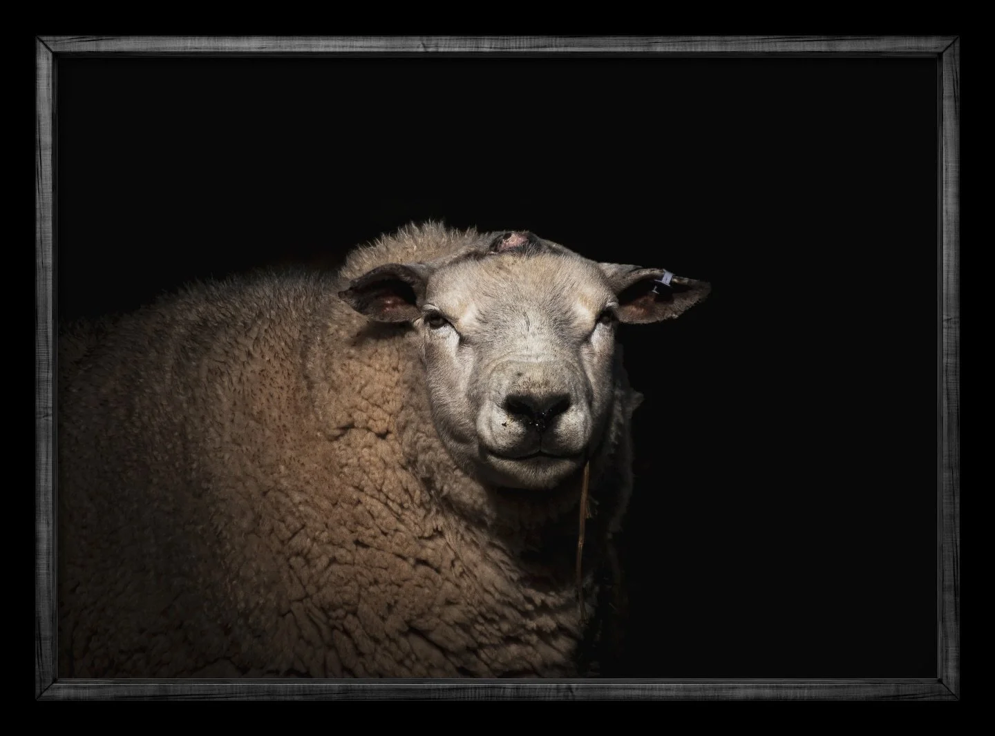 The glorious texel ram 🐑