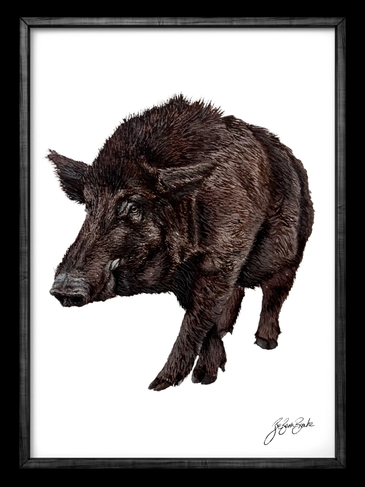 Wild boar in watercolour.
Details 🔥