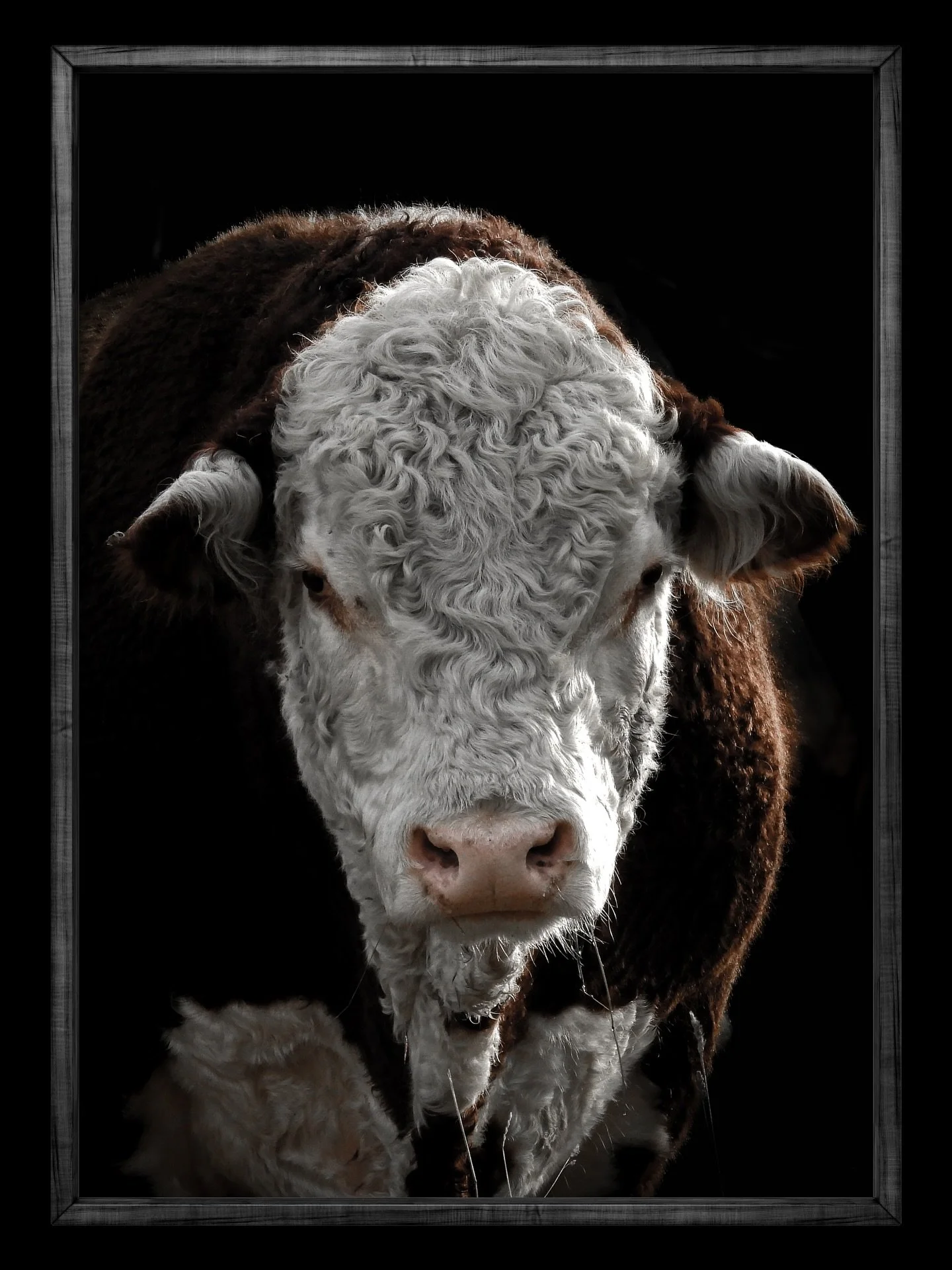 Recent snap shot of a hereford one day while running the dogs. My camera goes everywhere with me 🤙 @nzfarming