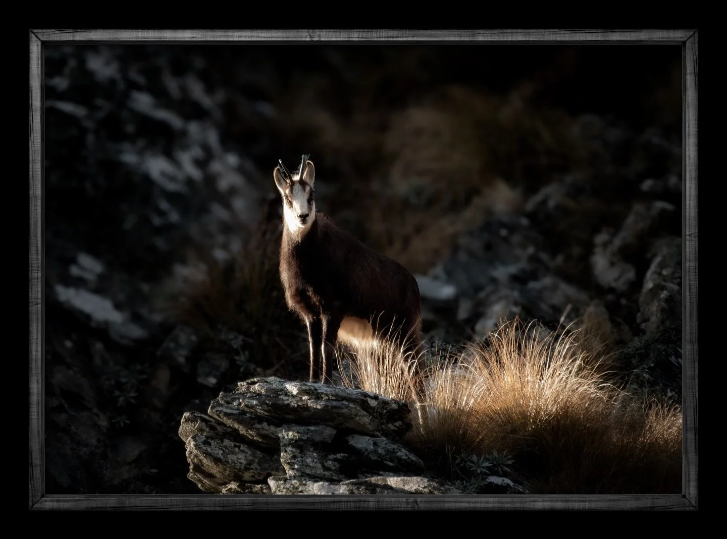Chamois I captured today ✨
