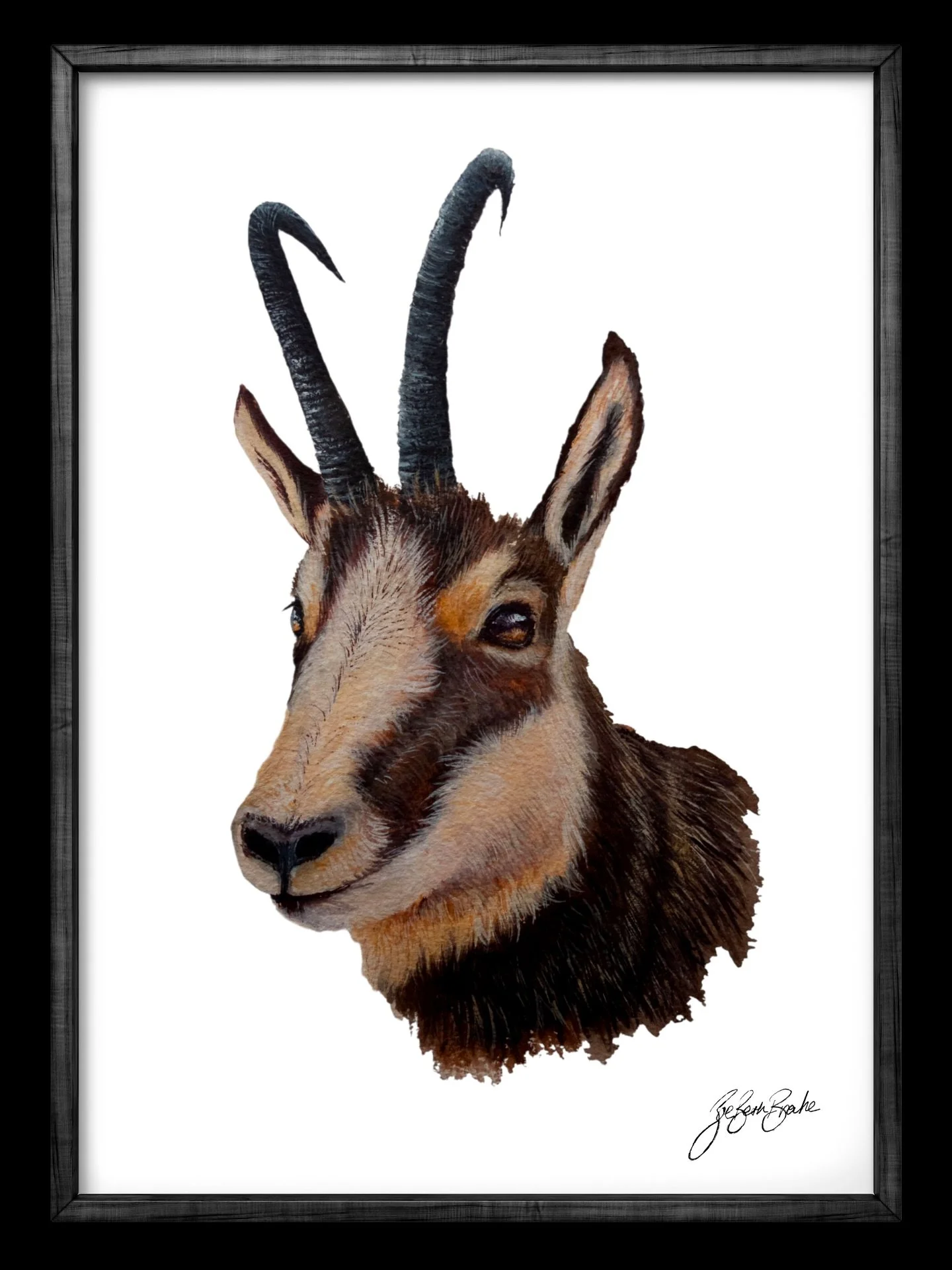 Chamois in watercolour 🎨