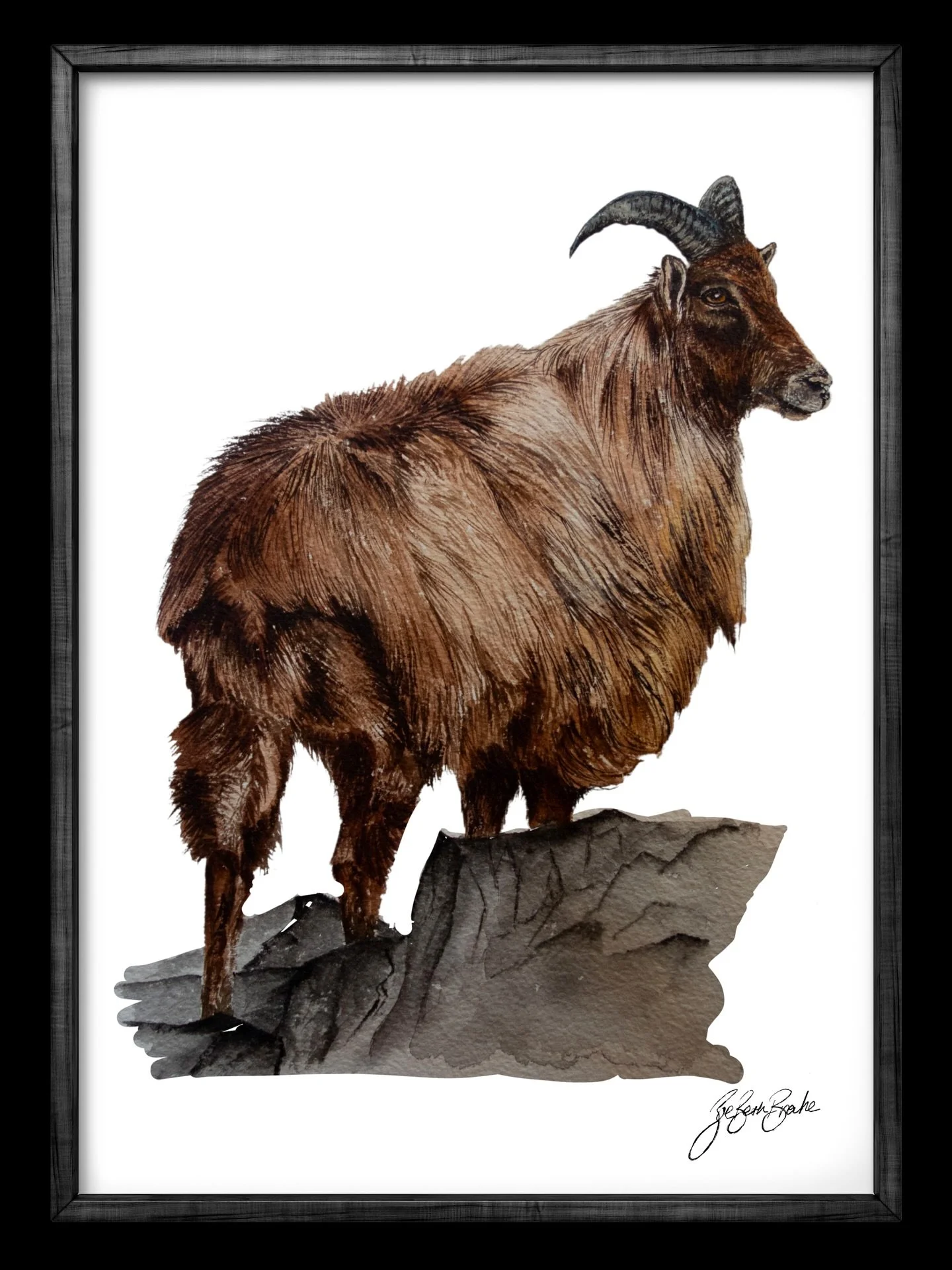 A tahr in watercolour.
The control and understanding that you need to achieve detail in watercolour is 😳😳 very challenging!