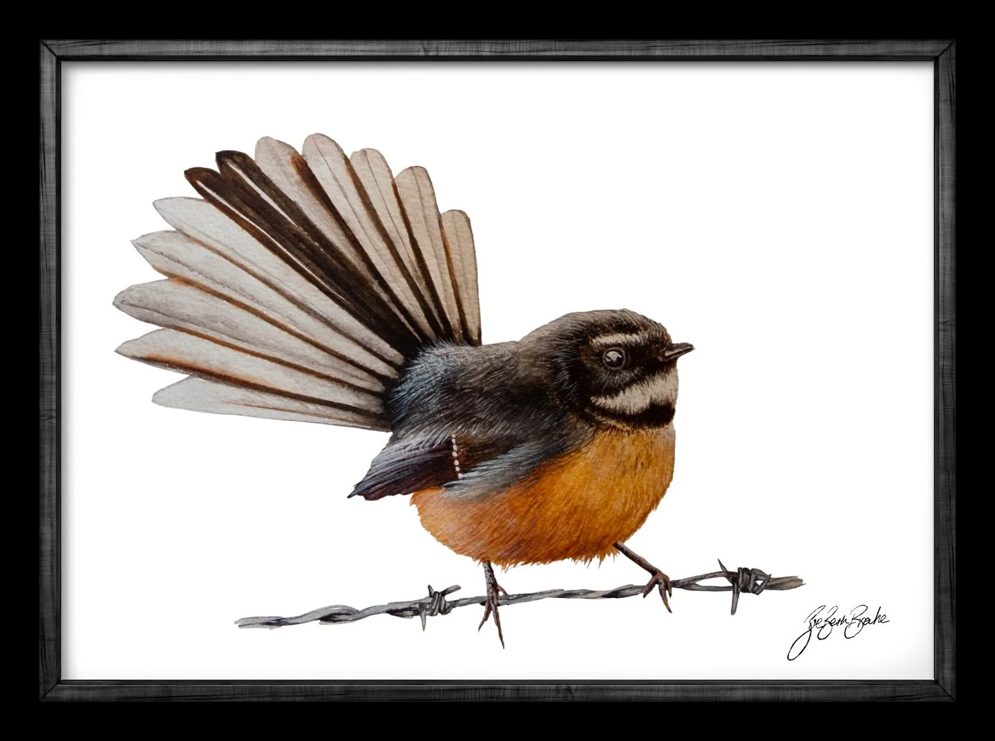 Fantail in watercolour. Learning a new medium is HARD.. detail with watercolour is HARDER 😂