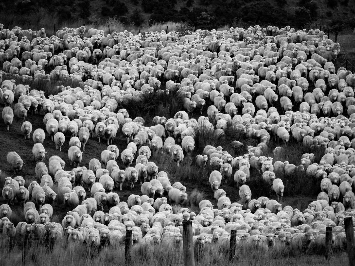 Few thousand ewe&rsquo;s 🐑 📸