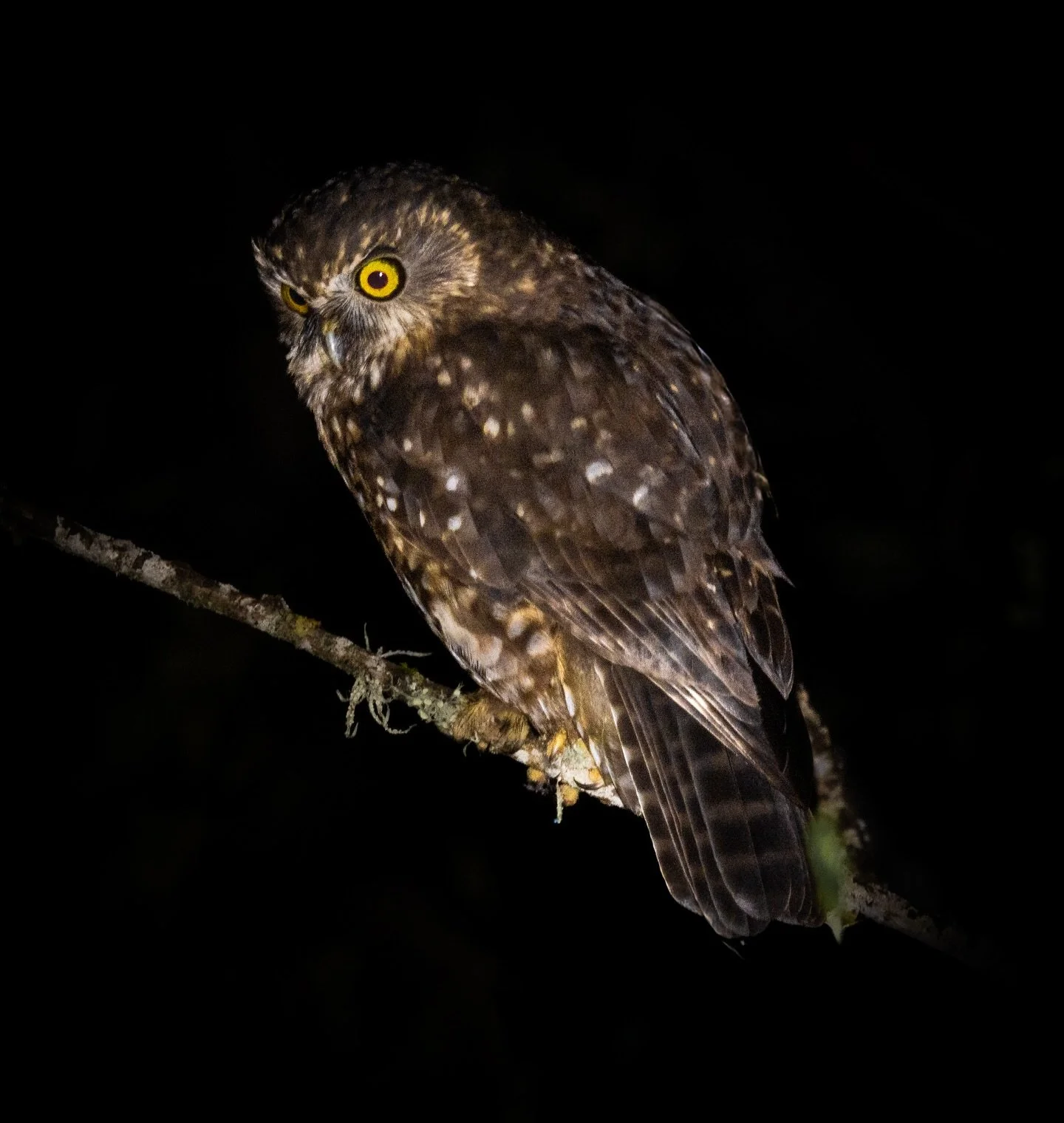 Seen this guy twice now!