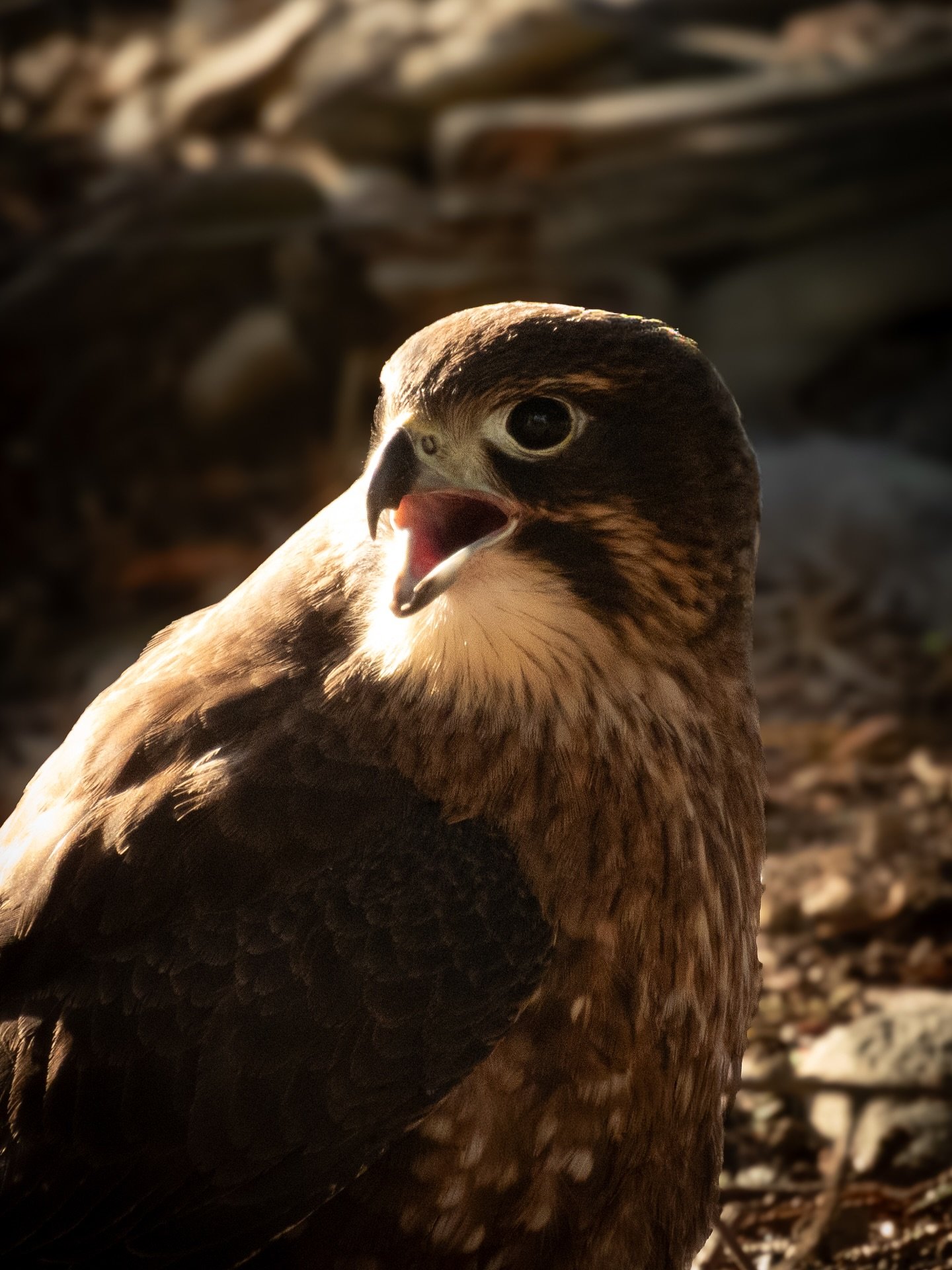 New Zealand Bird of the Year.
The Kārearea/New Zealand Falcon.
How lucky to capture these of this one being so vocal!

#newzealandbirds #nzbirdoftheyear @nikonnz @photowarehousenz @photogearnz @canon.nz #amatuerphotographer @nzgeo