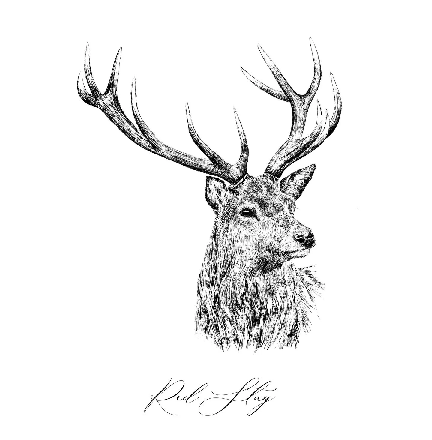 Stunning Red Stag illustration available as a print! Shop now on www.zoesfinearts.com

#redstag #stagart #redstagdrawing #hunting #deerhunting #deerart #artist