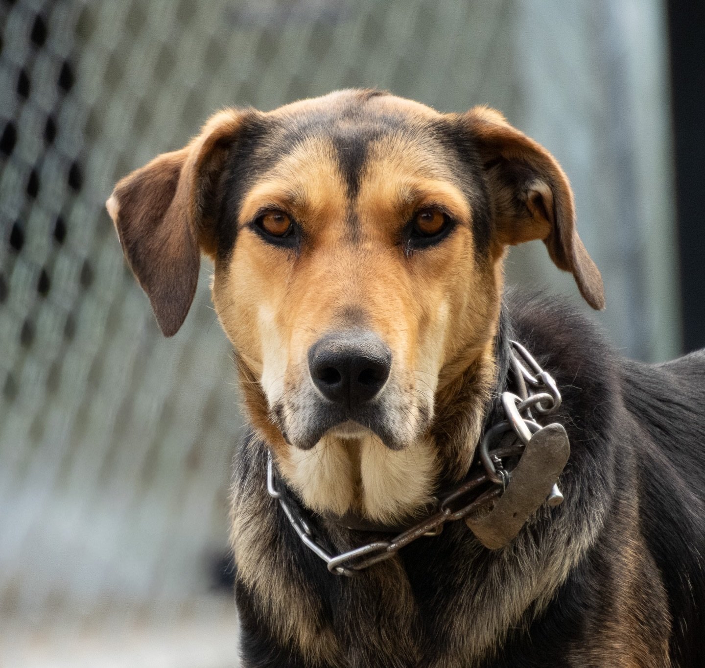 No filter. No editing. Just a beautiful dog and beautiful lighting! 💛🤎