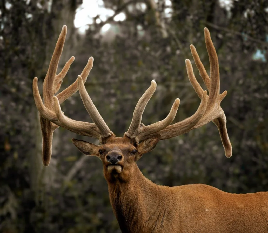 An absolute beast of an Elk.

#elk #deer #velvet