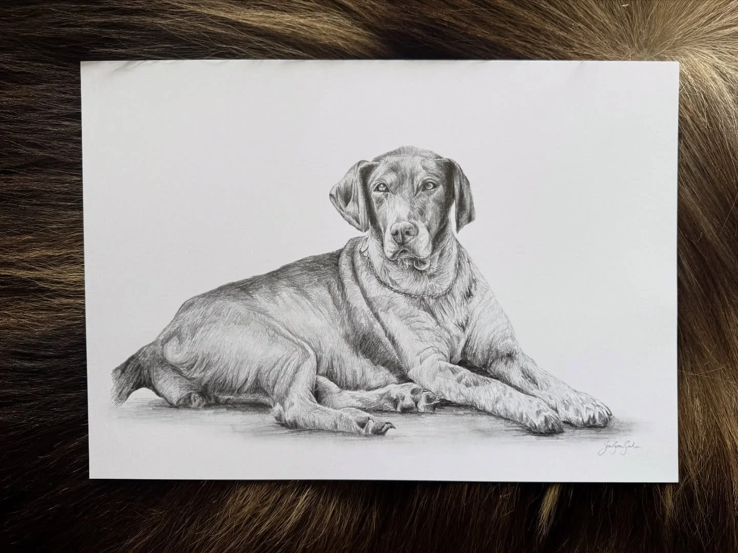 A stunning full body drawing of this doggo commissioned for a beautiful gift 🎁 

#artist #ruralartist #animalportraits #newzealandartist