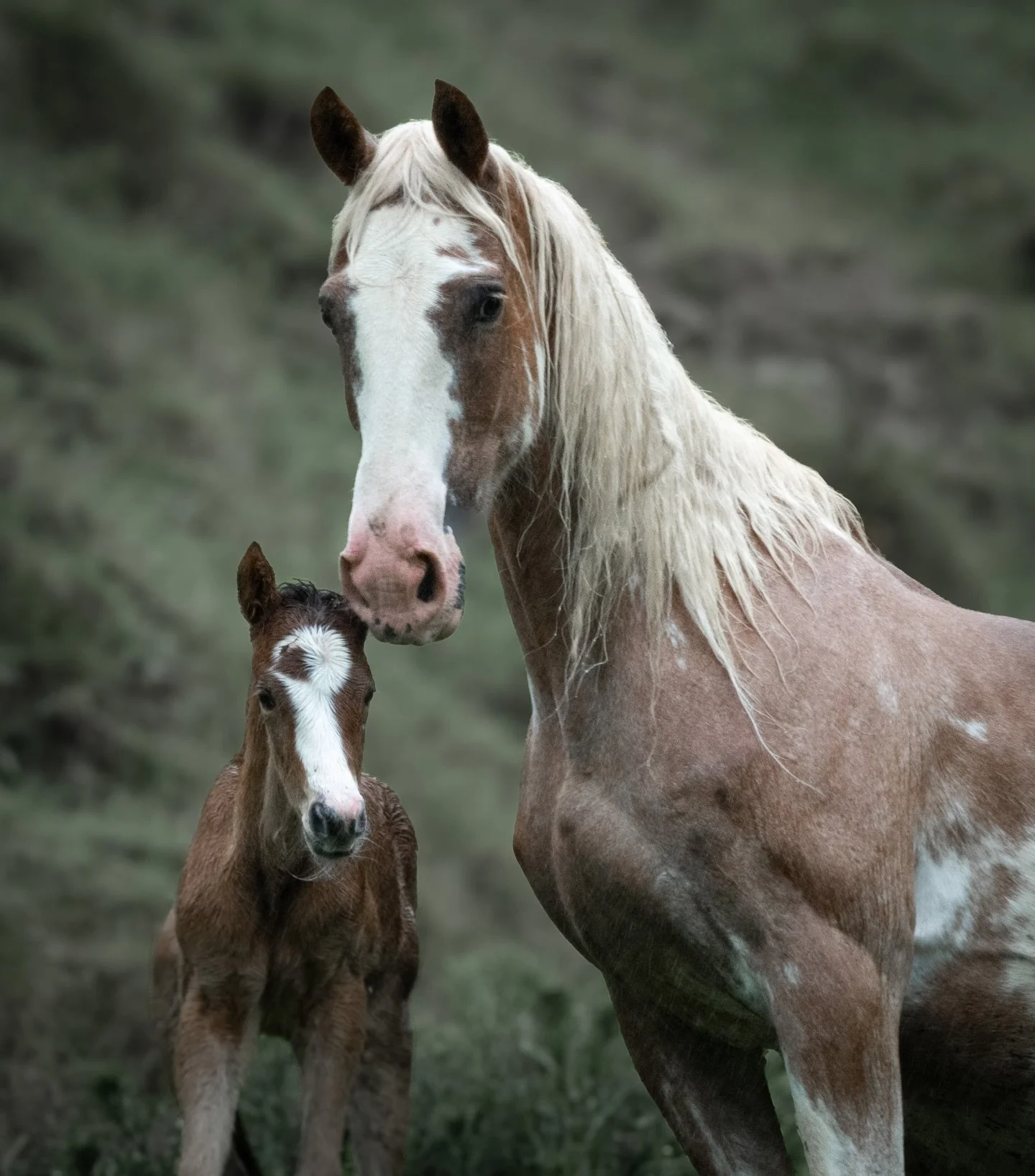 The foal&rsquo;s keeper ✨

#horsephotography #horse #foal #ruralnewzealand #coastiehorse