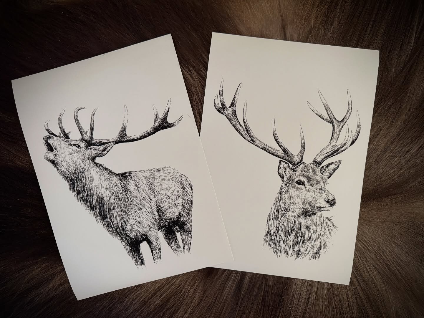 A stunning pair.
The Roaring Red Stag &amp; Rustic Red Stag fine art prints. 
Shop today at www.zoesfinearts.com

#newzealandartist #artwork #deerart #huntingart #ruralart