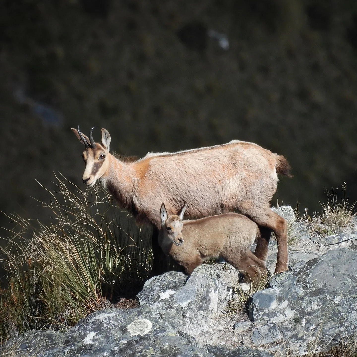 A chamois doe stands proud over her kid in the South Island High Country of New Zealand. 

Captured with the Nikon Coolpix P950.

@nzda_national #chamois #nanny #kid #newzealandphotography @photogearnz @nikonnz @nzgeo