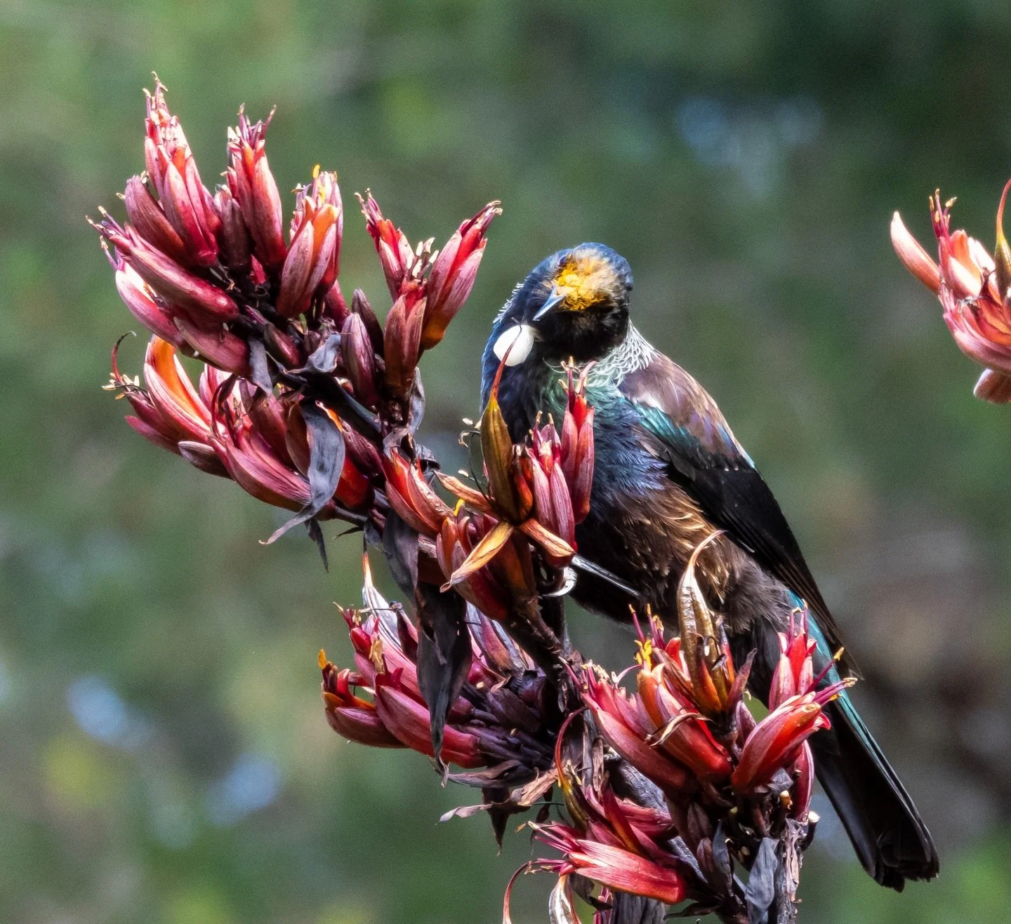📸 First time I have ever bumped into a Tui to photograph. So tough as they never sit still! 

#tui #photography #tuibird #newzealandbird #newzealandphotography