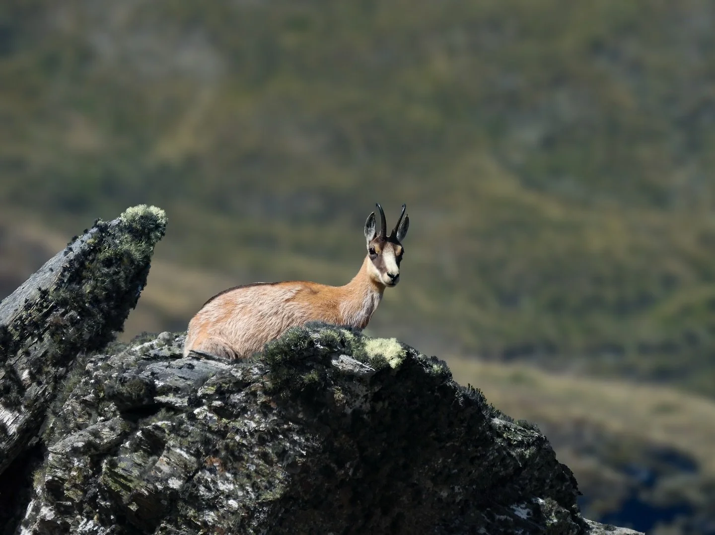 A lucky moment to have captured this chamois basking in the afternoon sun ☀️ 

#chamois #photography #huntingnz @nzda_national #nikonnewzealand @nikonnz
