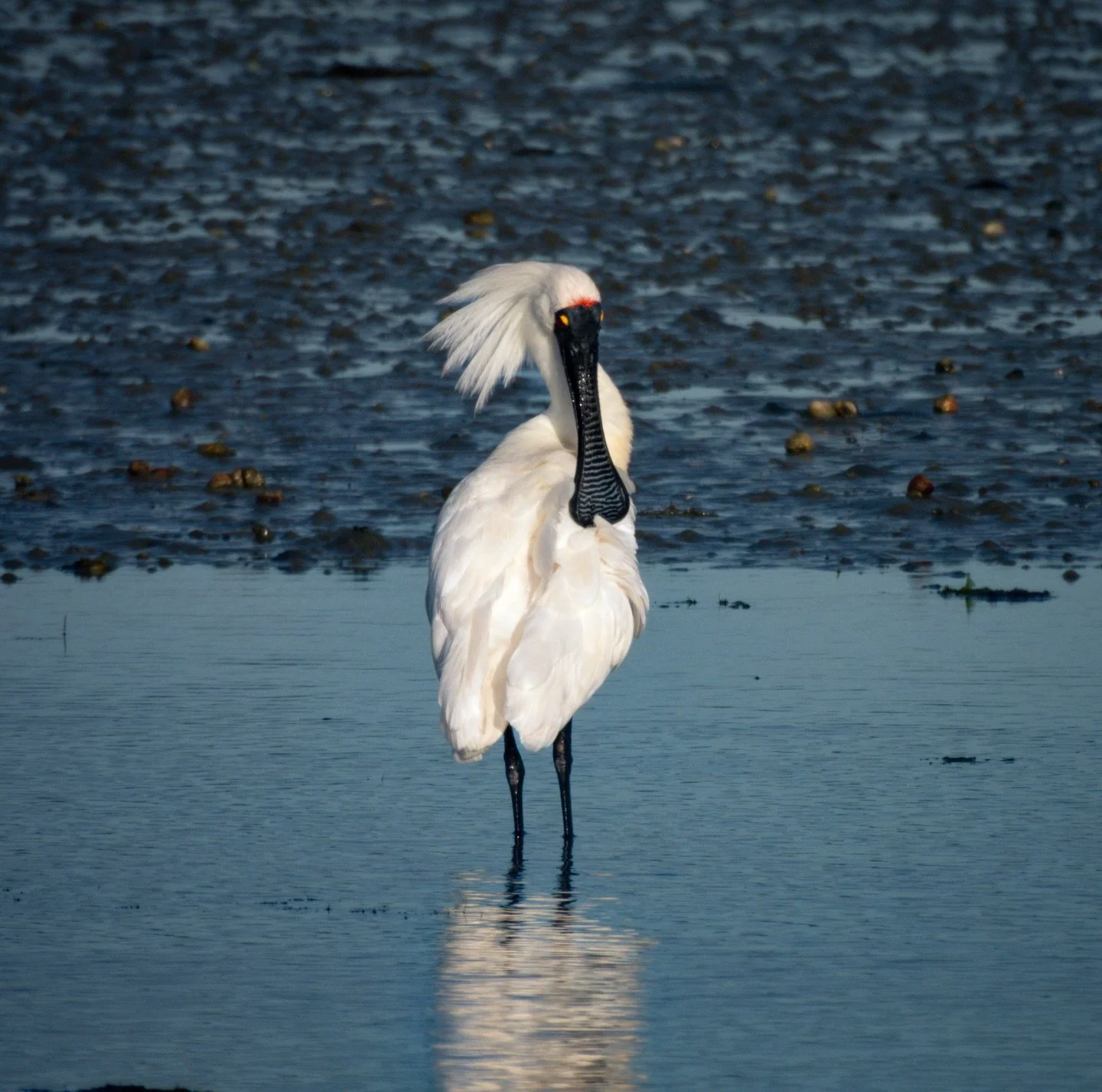 The Royal Spoonbill poses in the evening during low tide.

#newzealandbirds @nikonnz #caitlins #birds #nativebird
