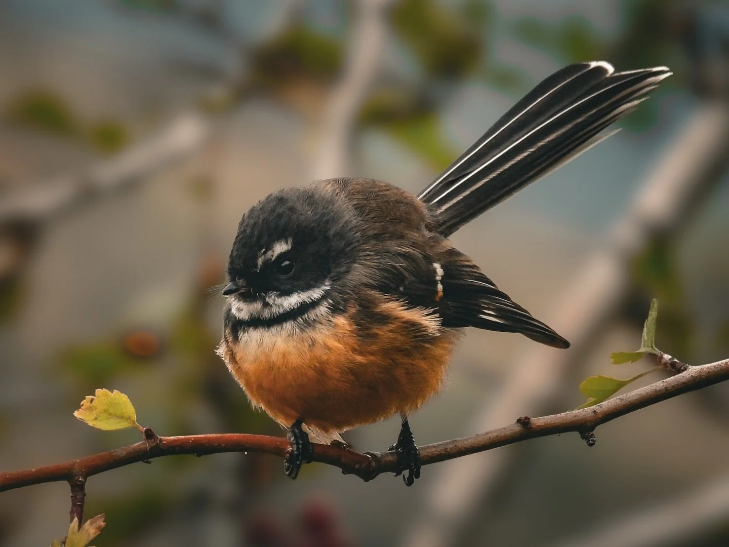 Captured this very inquisitive fantail while out hunting this morning 🥹

#fantail #birdphoto