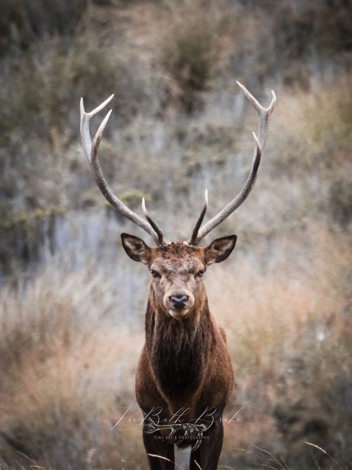 Eye to eye 🔥 

It has been epic to capture some up close moments this roar! 

@nikonnz @photogearnz #deerphotography #newzealandphotography #redstag #rural #stagphotography