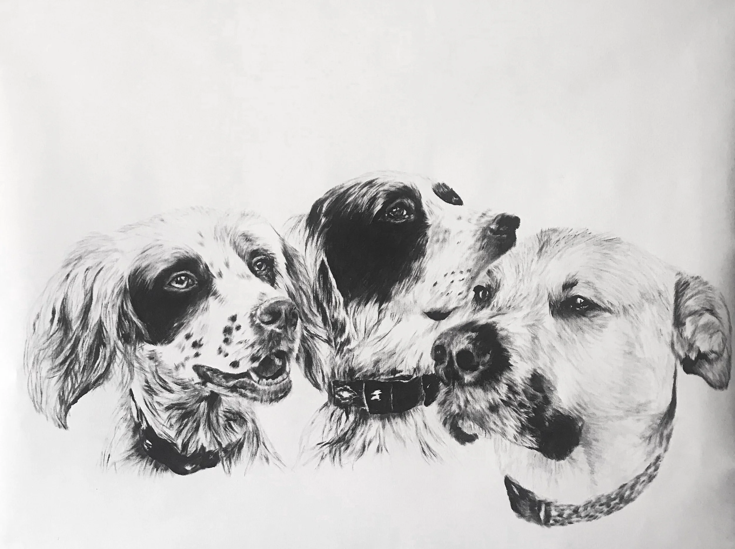 Black and white drawing of three dogs with varying breeds and fur patterns.