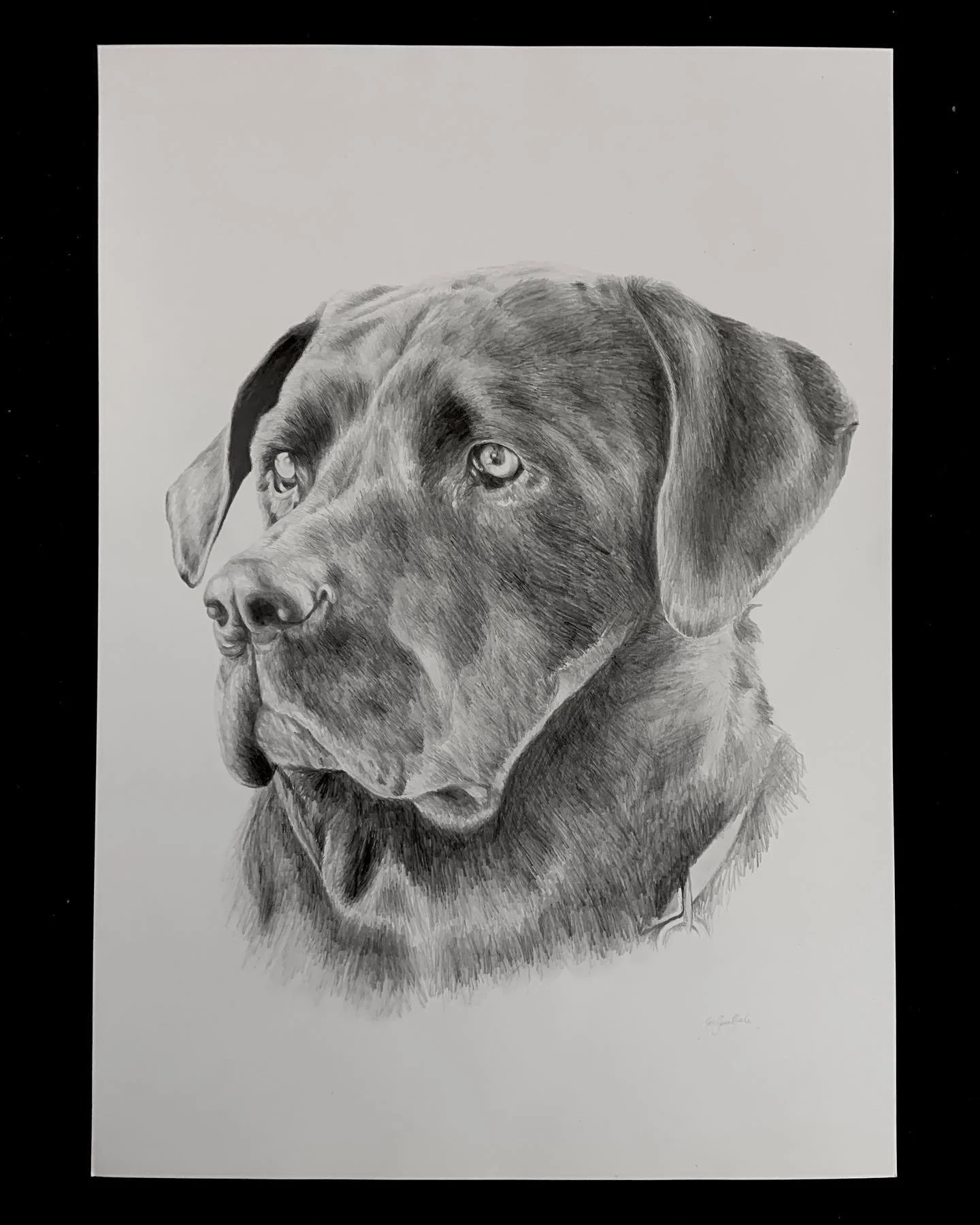 Graphite Pencil Drawing