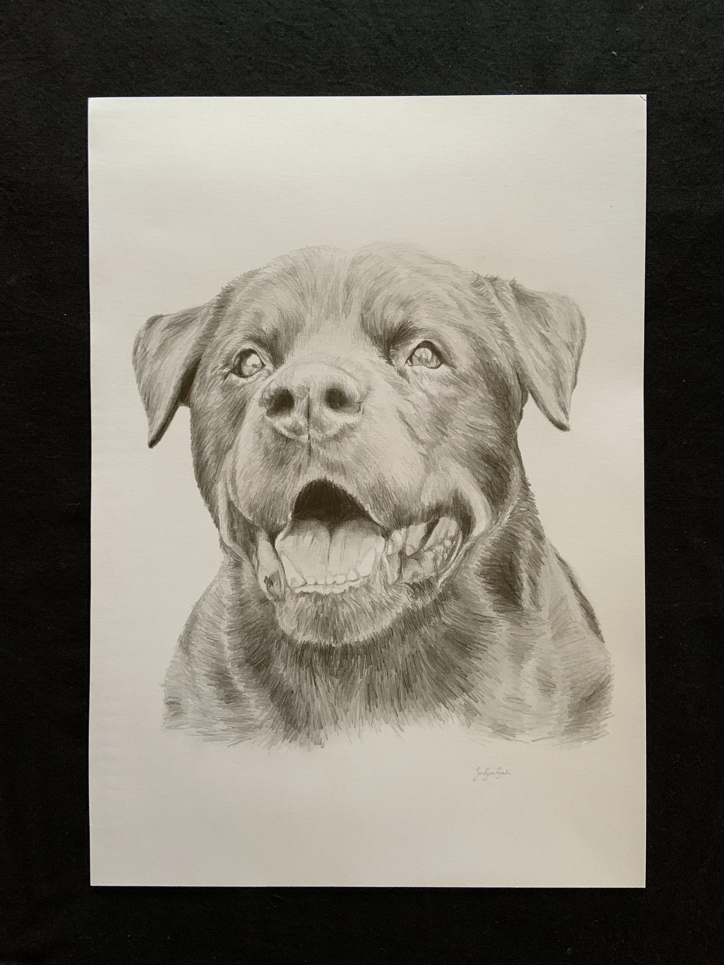 Detailed pencil sketch of a happy, smiling Labrador Retriever puppy with an open mouth and visible teeth.