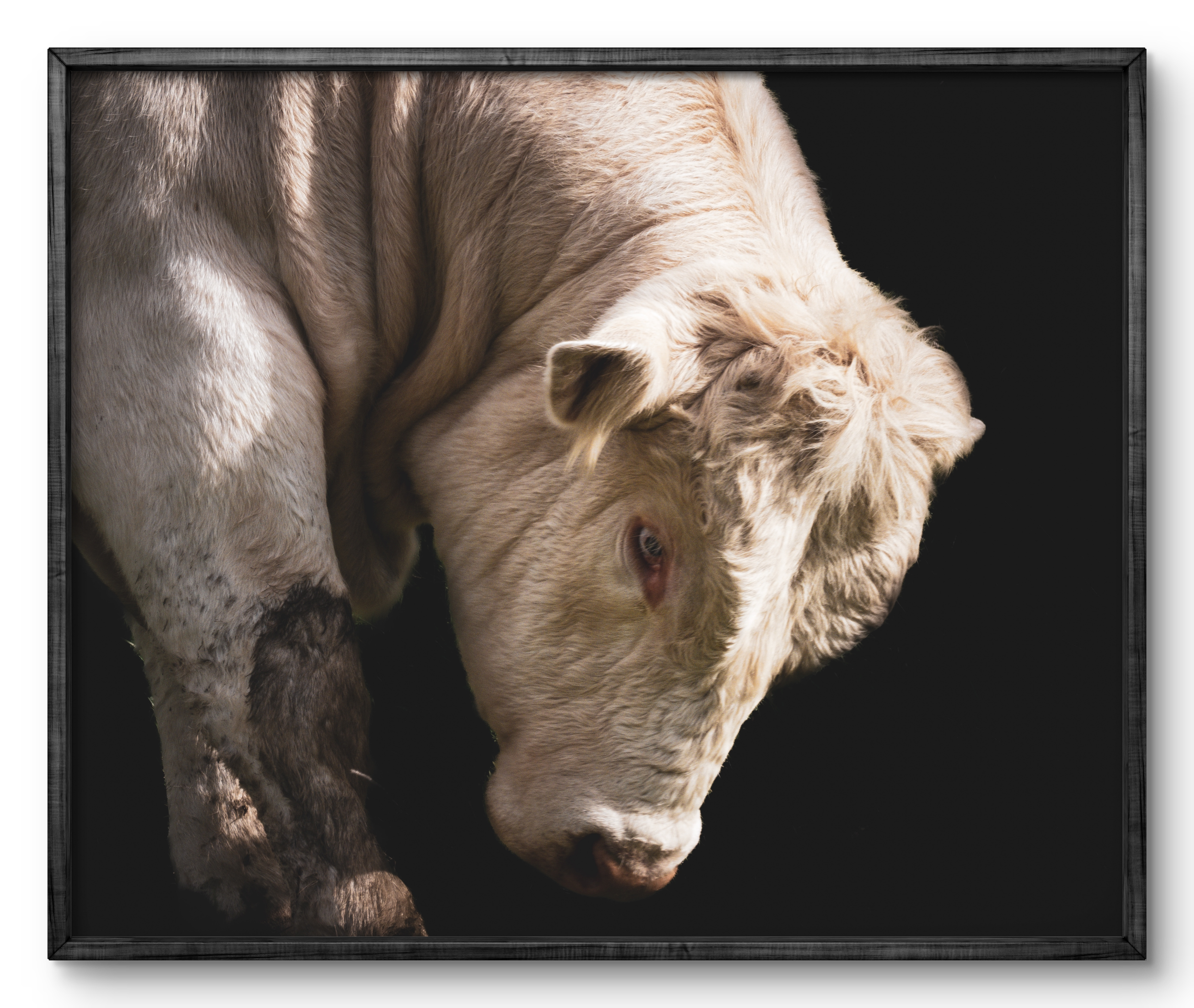Charolais Bull