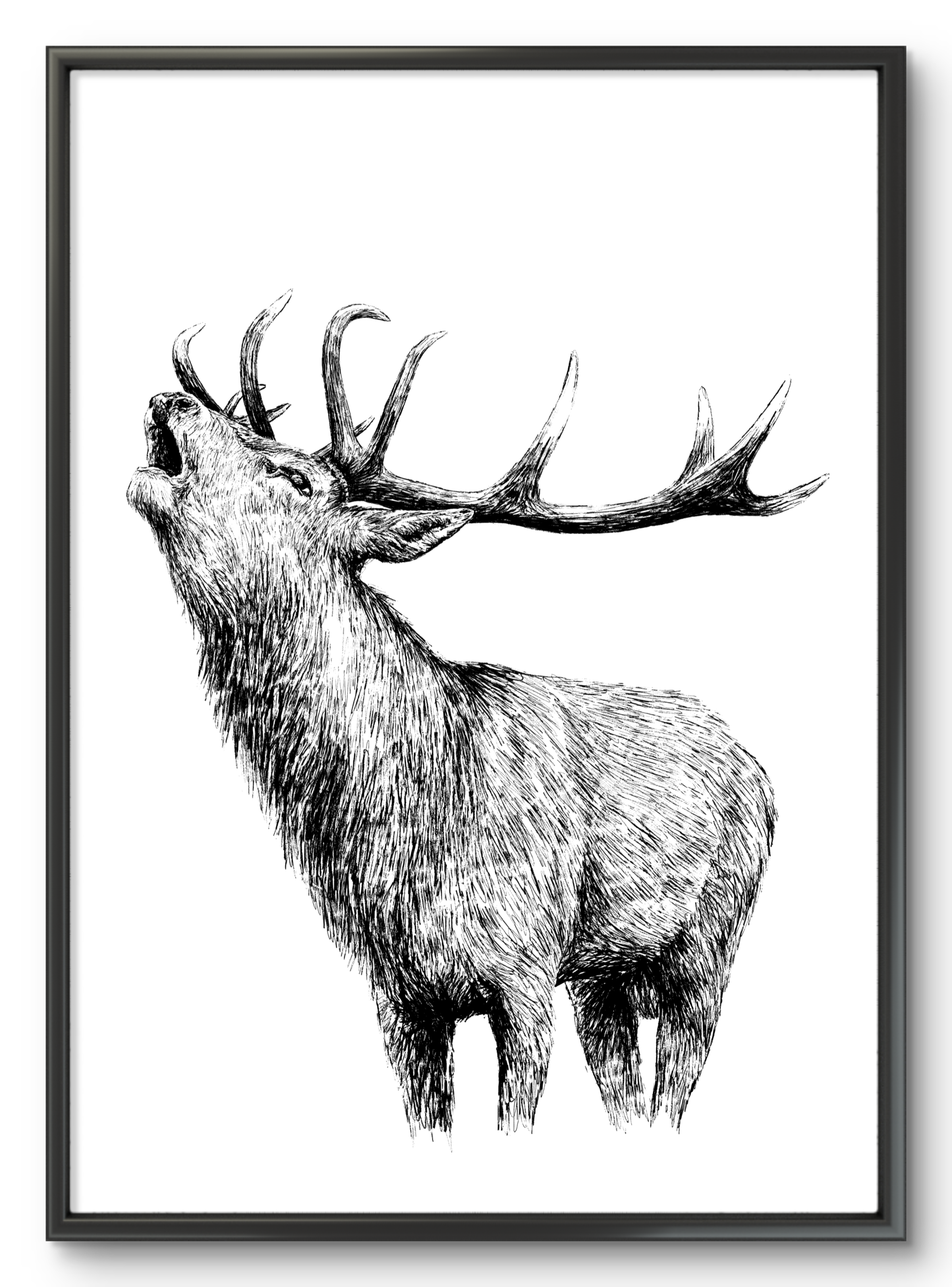 Roaring Stag Illustration Print