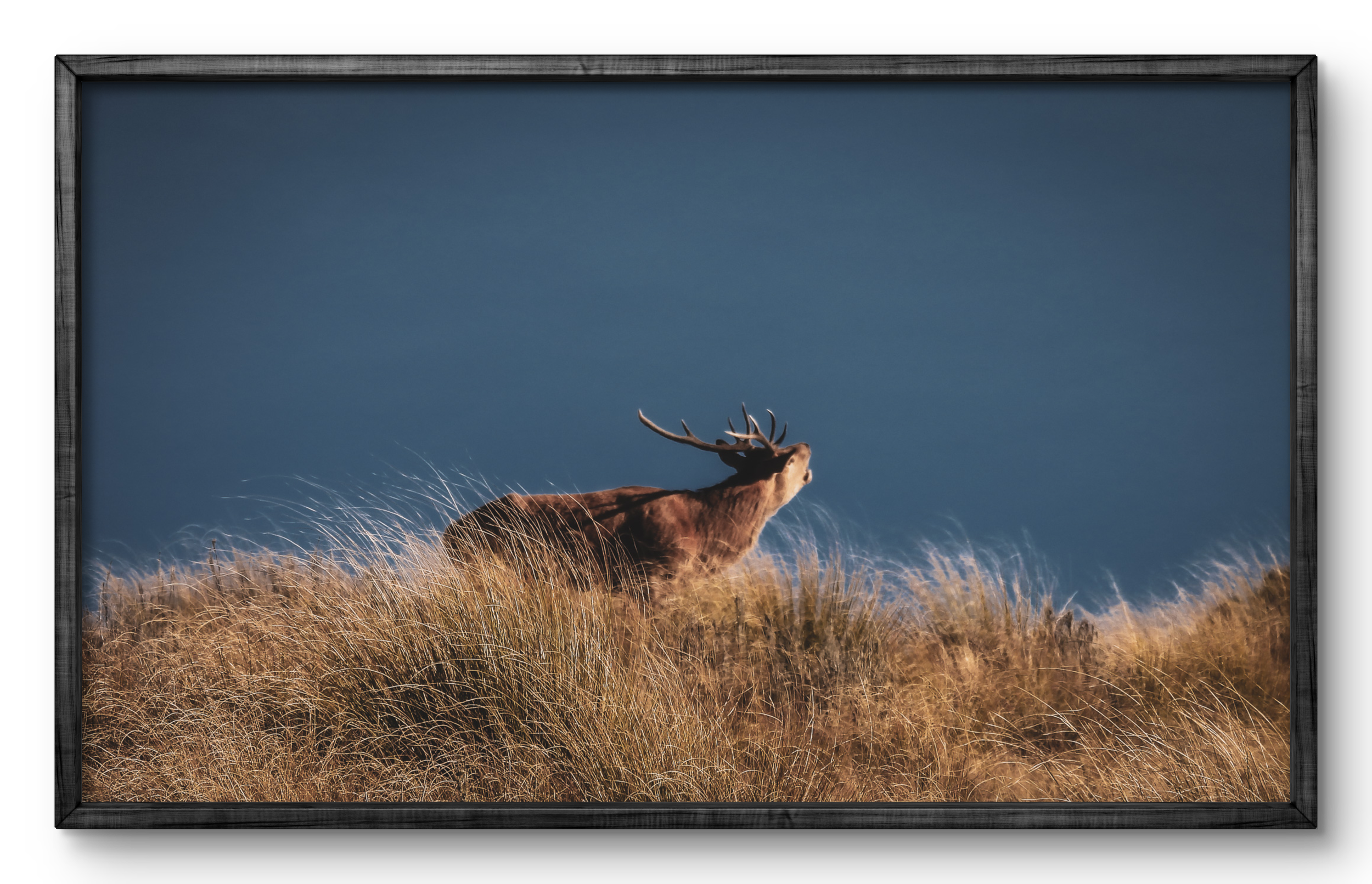 Wild Horizon - Roaring Red Stag