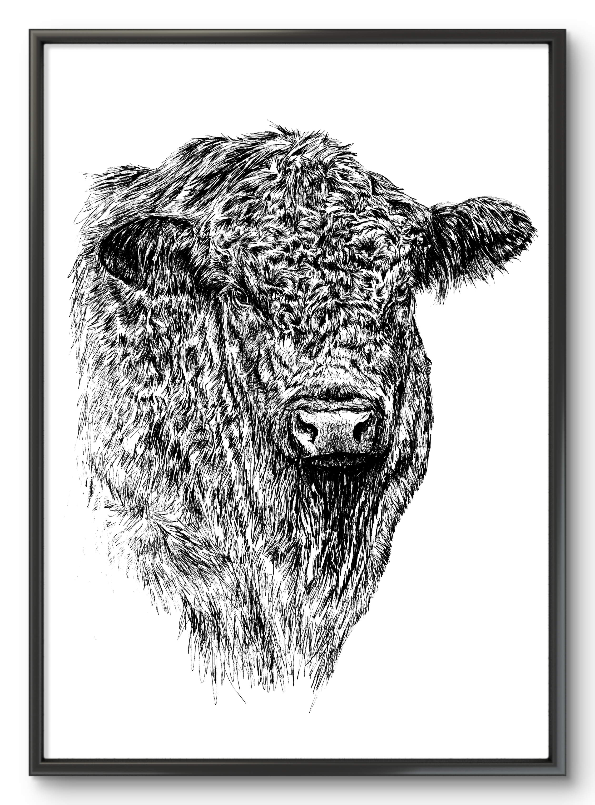 Angus Bull Illustration Print