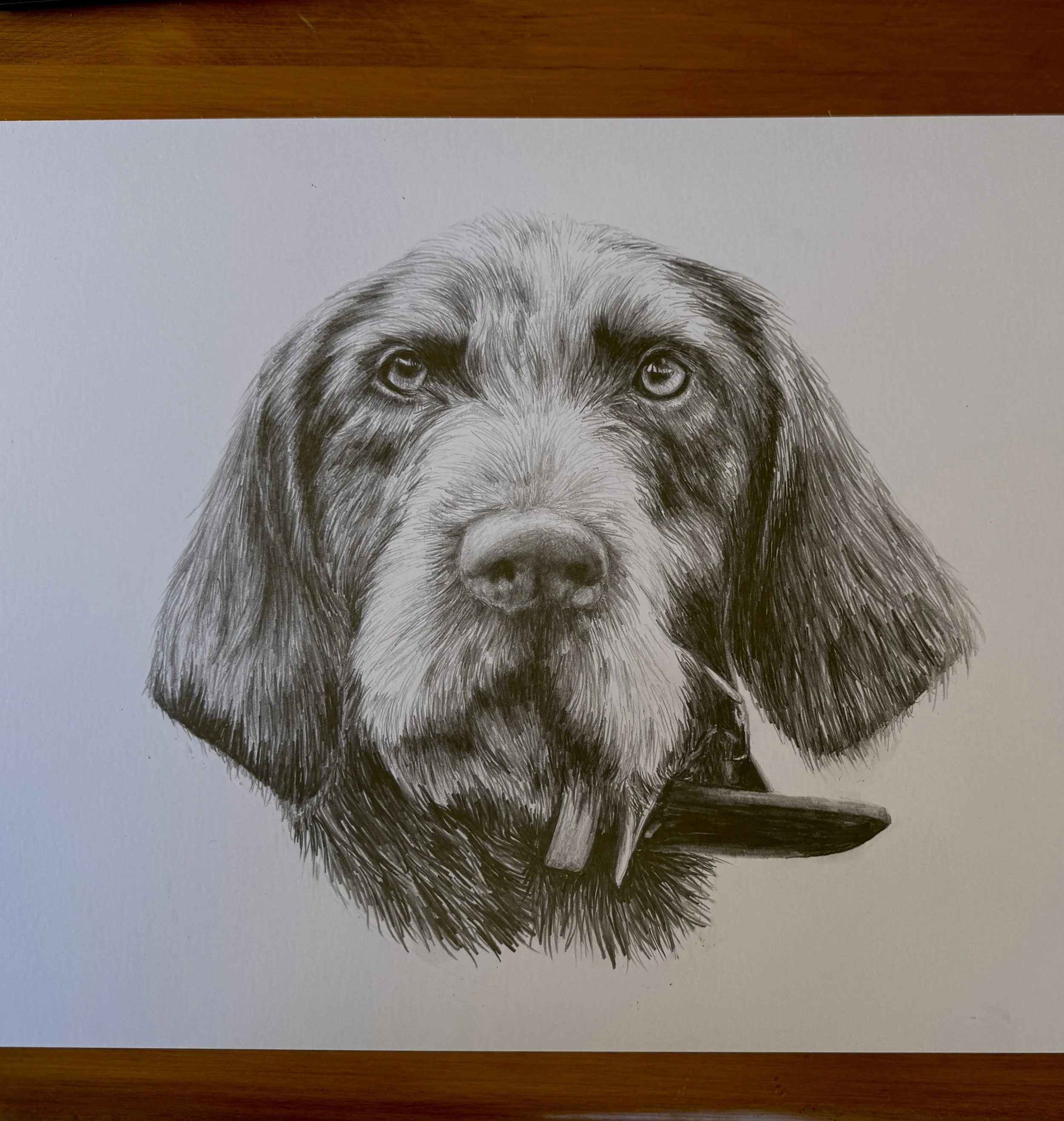 A detailed pencil drawing of a Labrador retriever dog with a stick in its mouth.