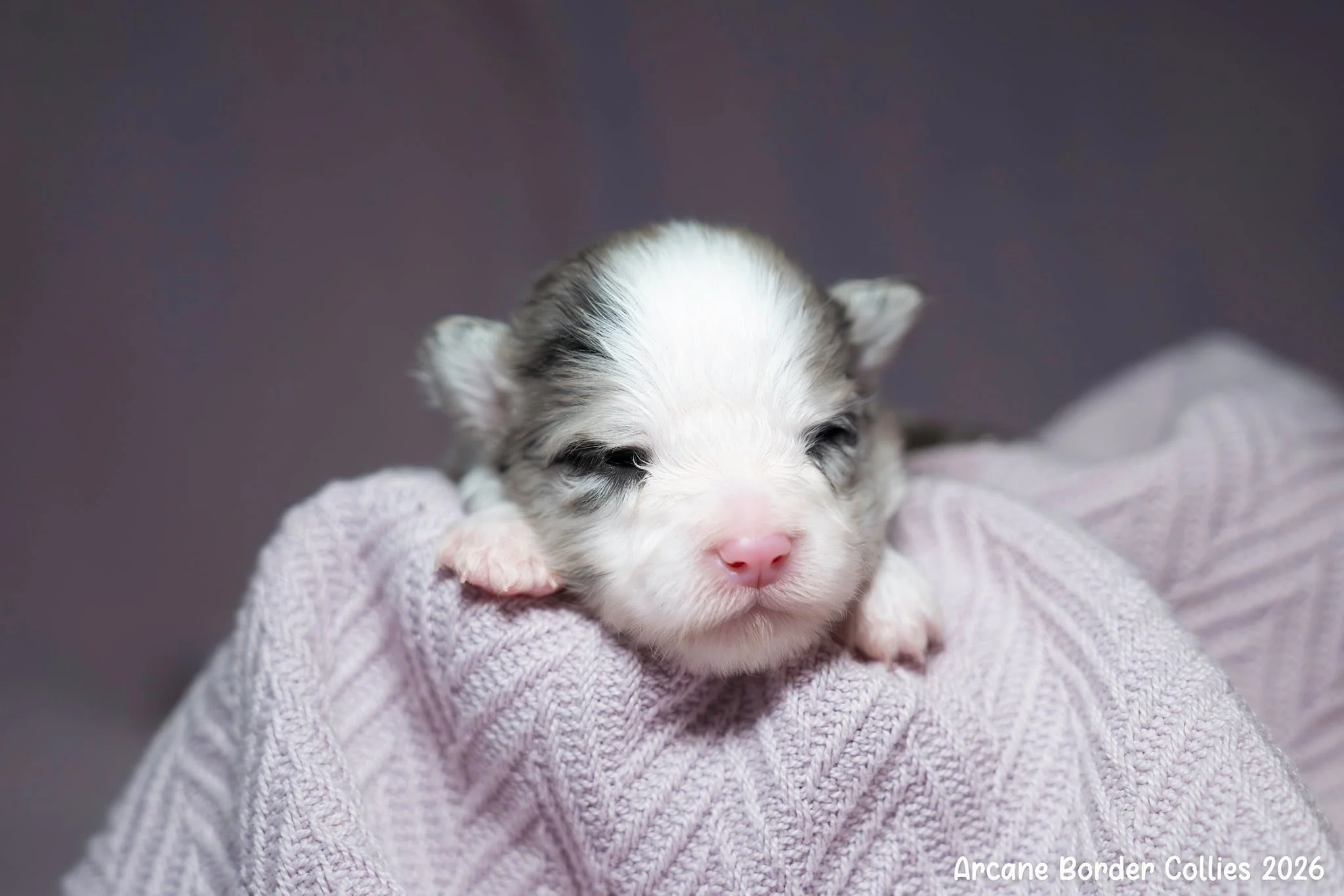 lulu 2 weeks.jpg