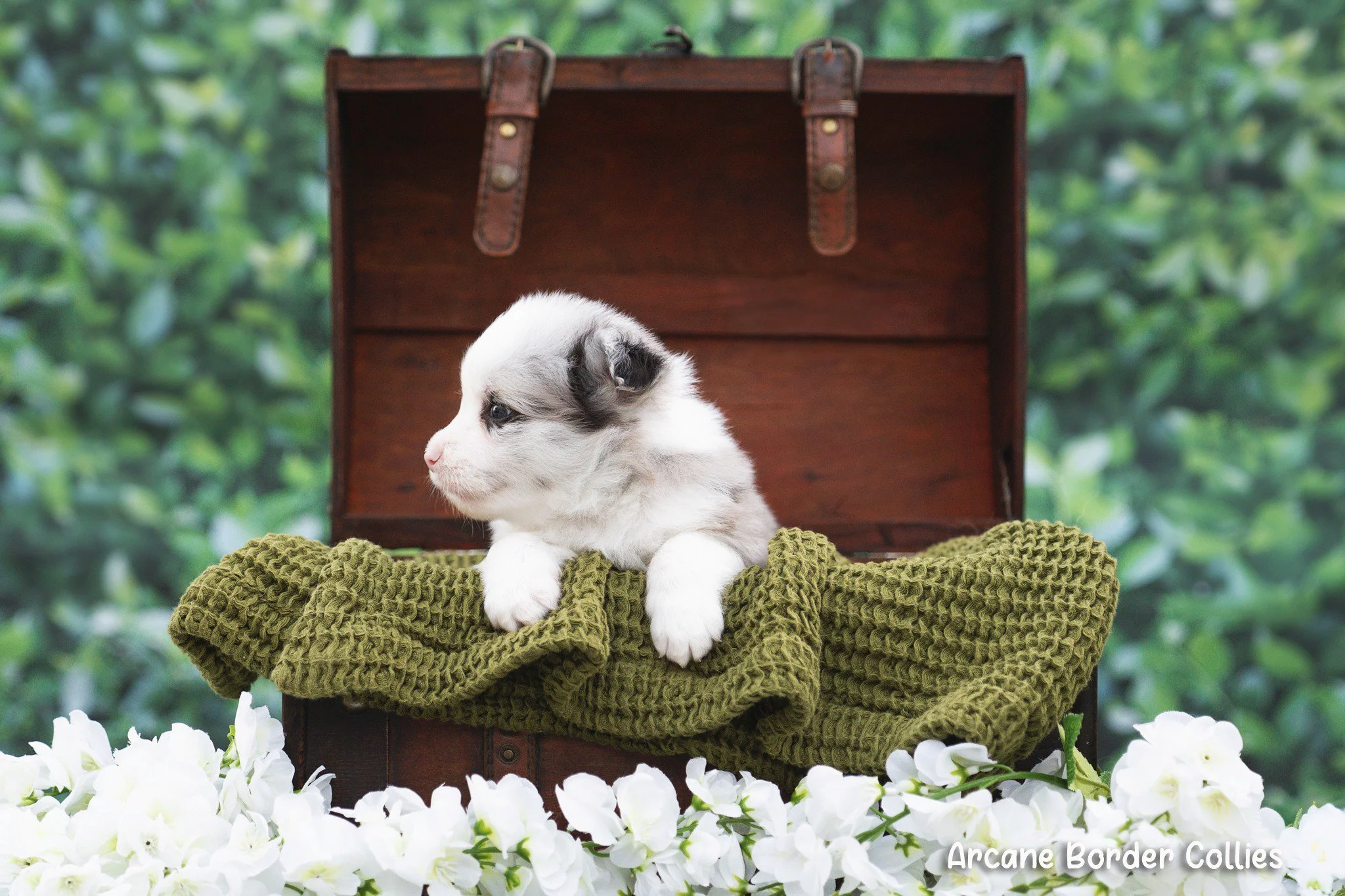 lulu_5 weeks.jpg