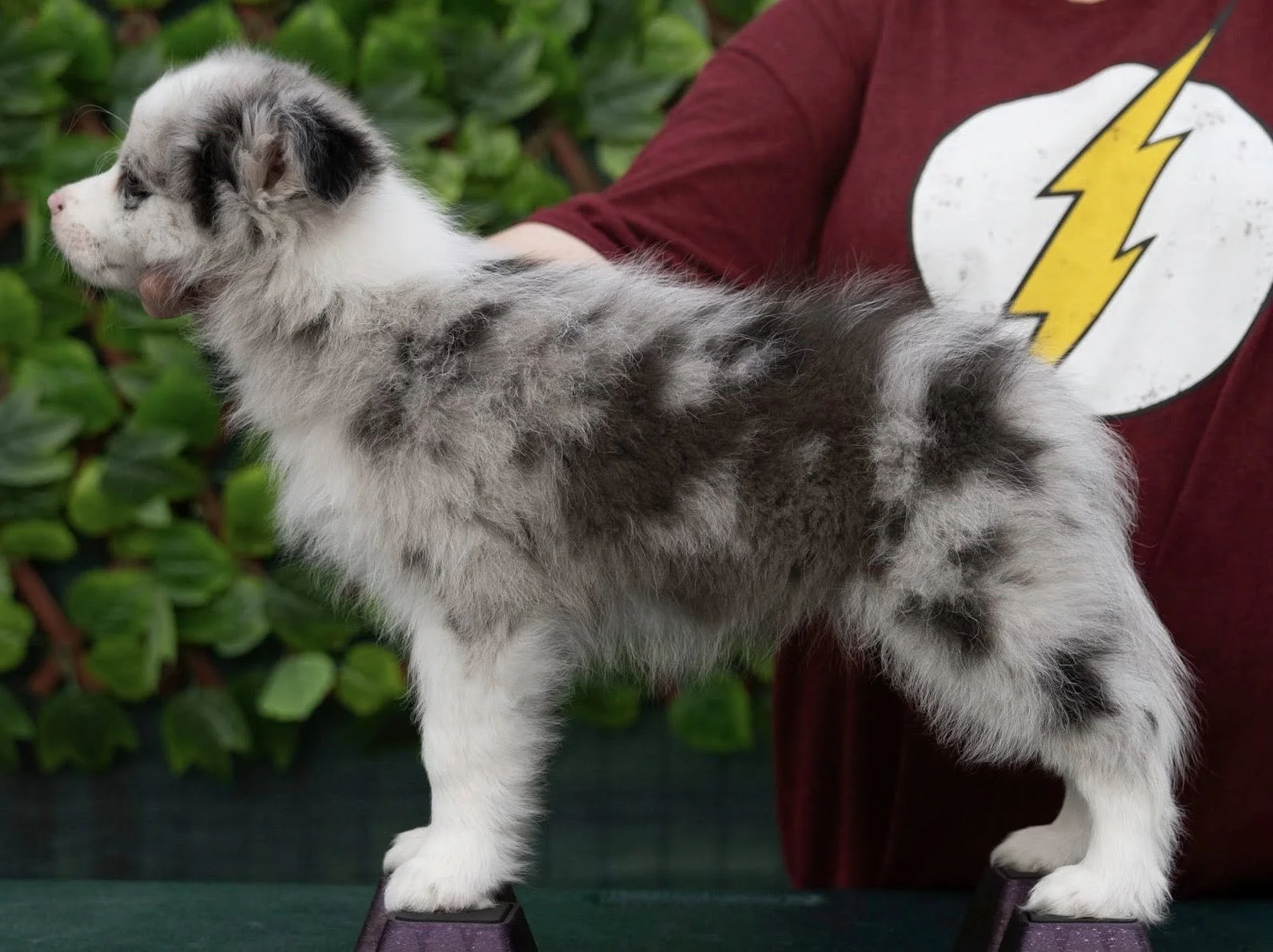 lulu 10 week stack.jpg