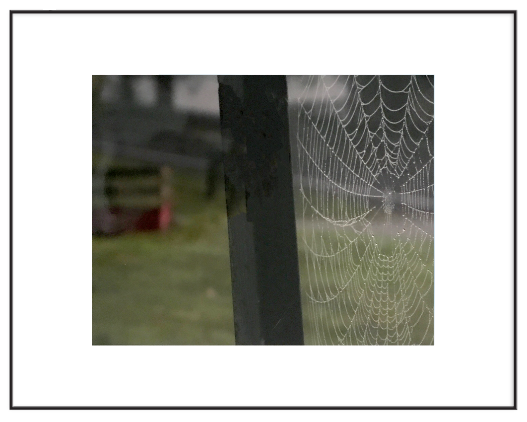 SpiderWeb.png