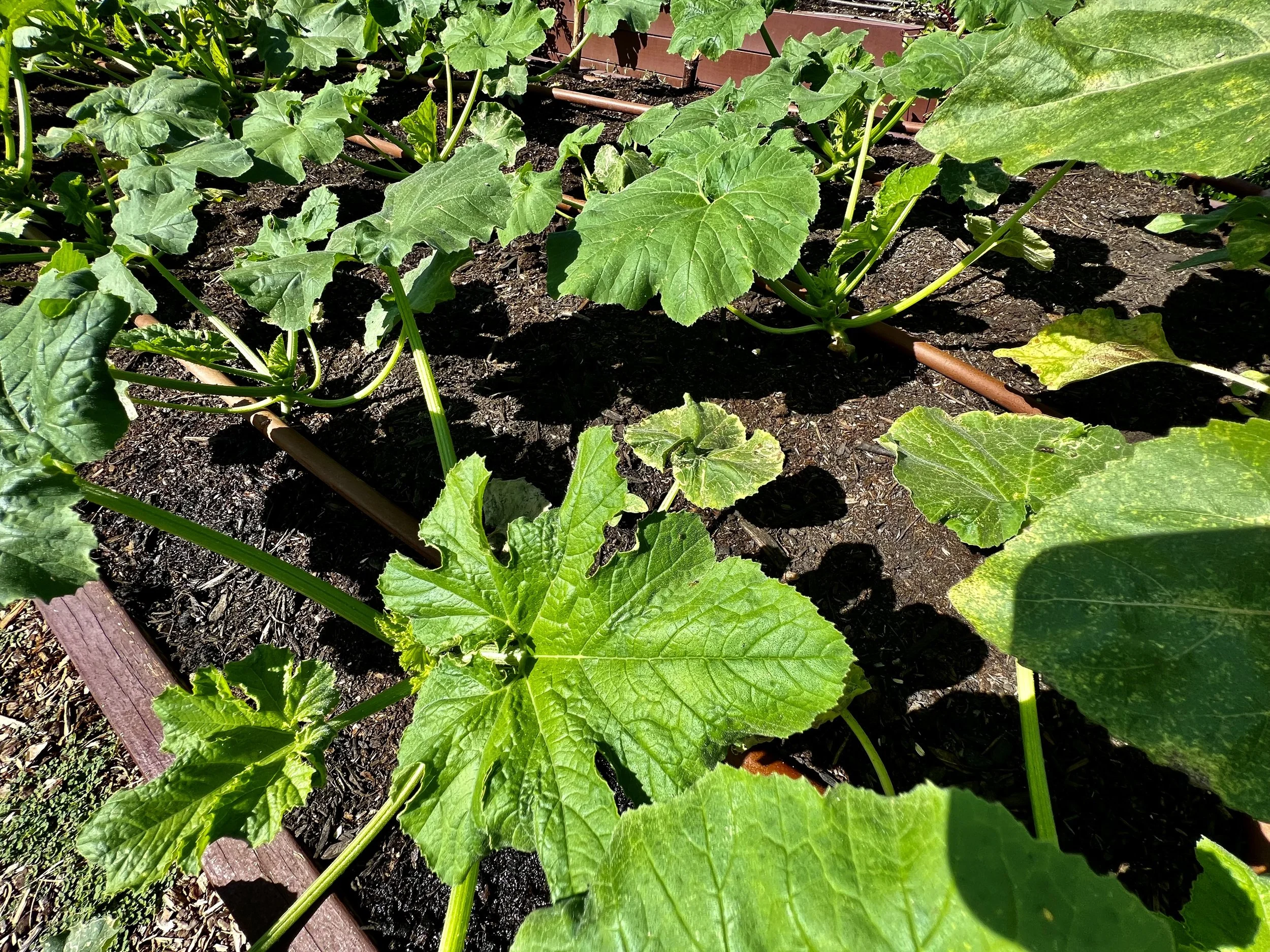 Pumpkins growing in a garden bed.