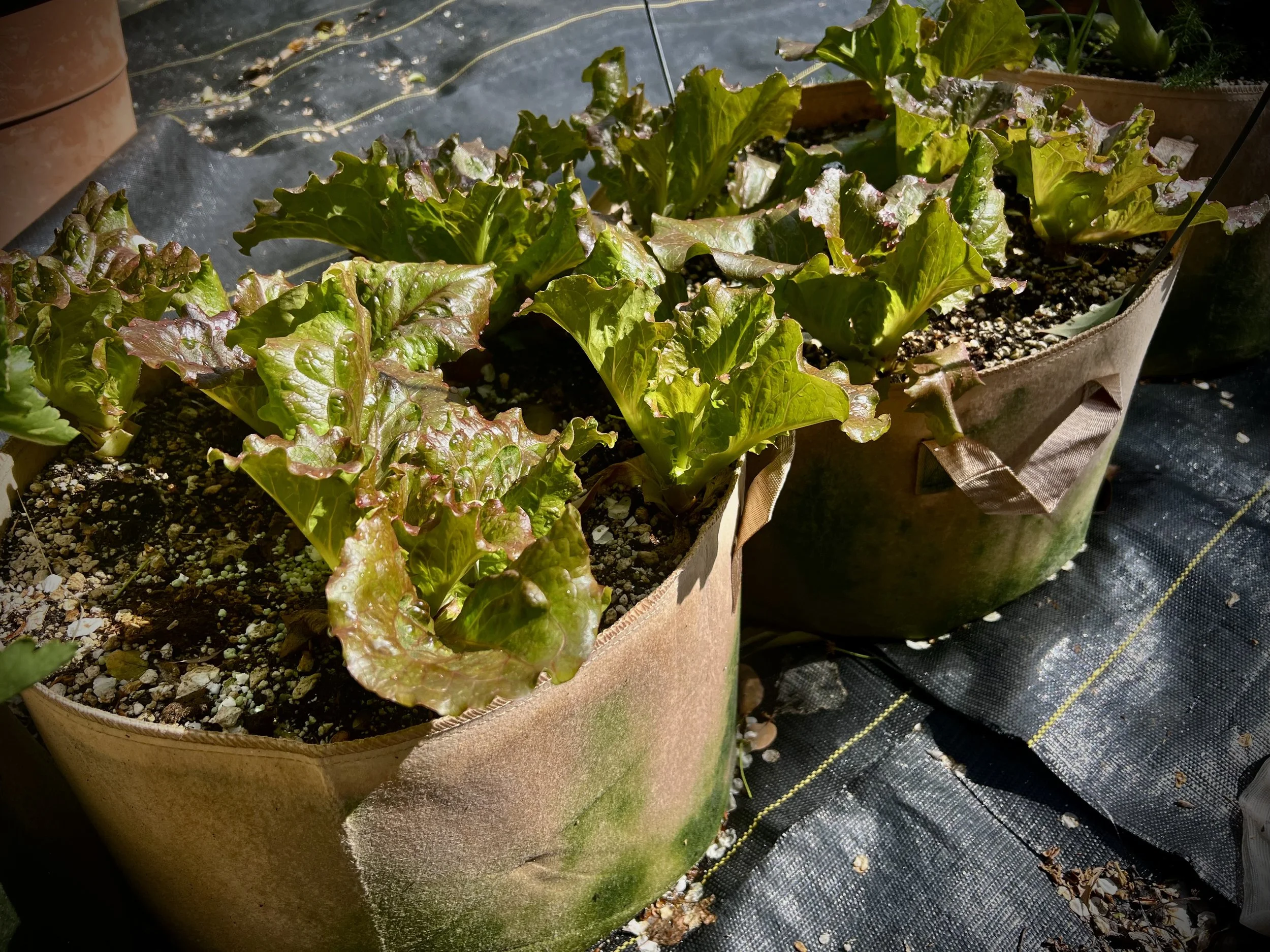 Let’s Avoid Fabric Pots