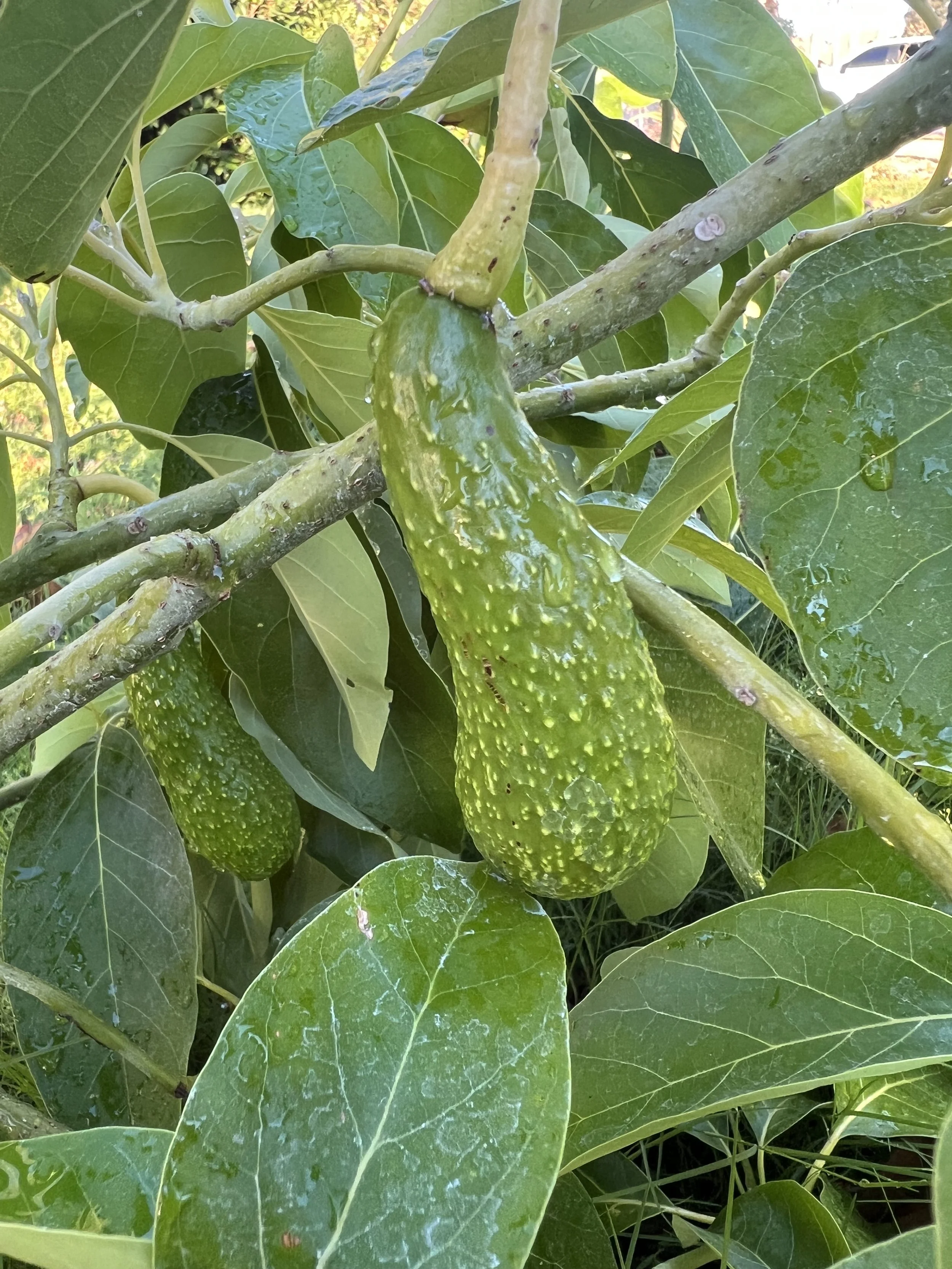 Don Gilogly avocado fruit on a tree.